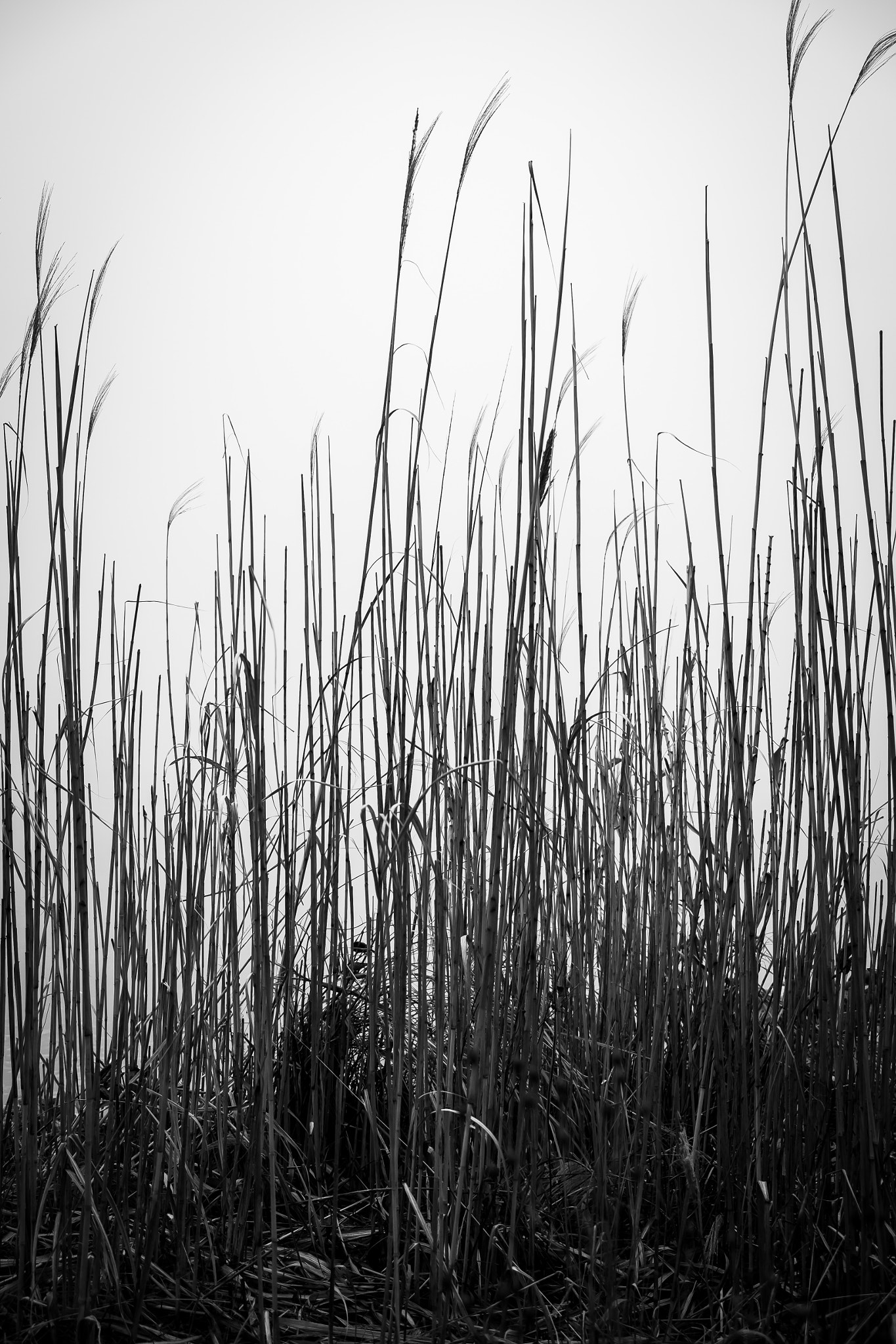 Fujifilm X-T1 sample photo. Crystal lake dune grass photography
