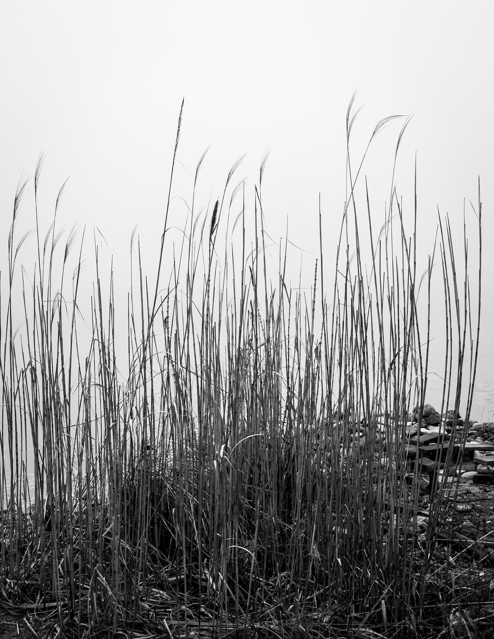 Fujifilm XF 18-55mm F2.8-4 R LM OIS sample photo. Crystal lake dune grass photography
