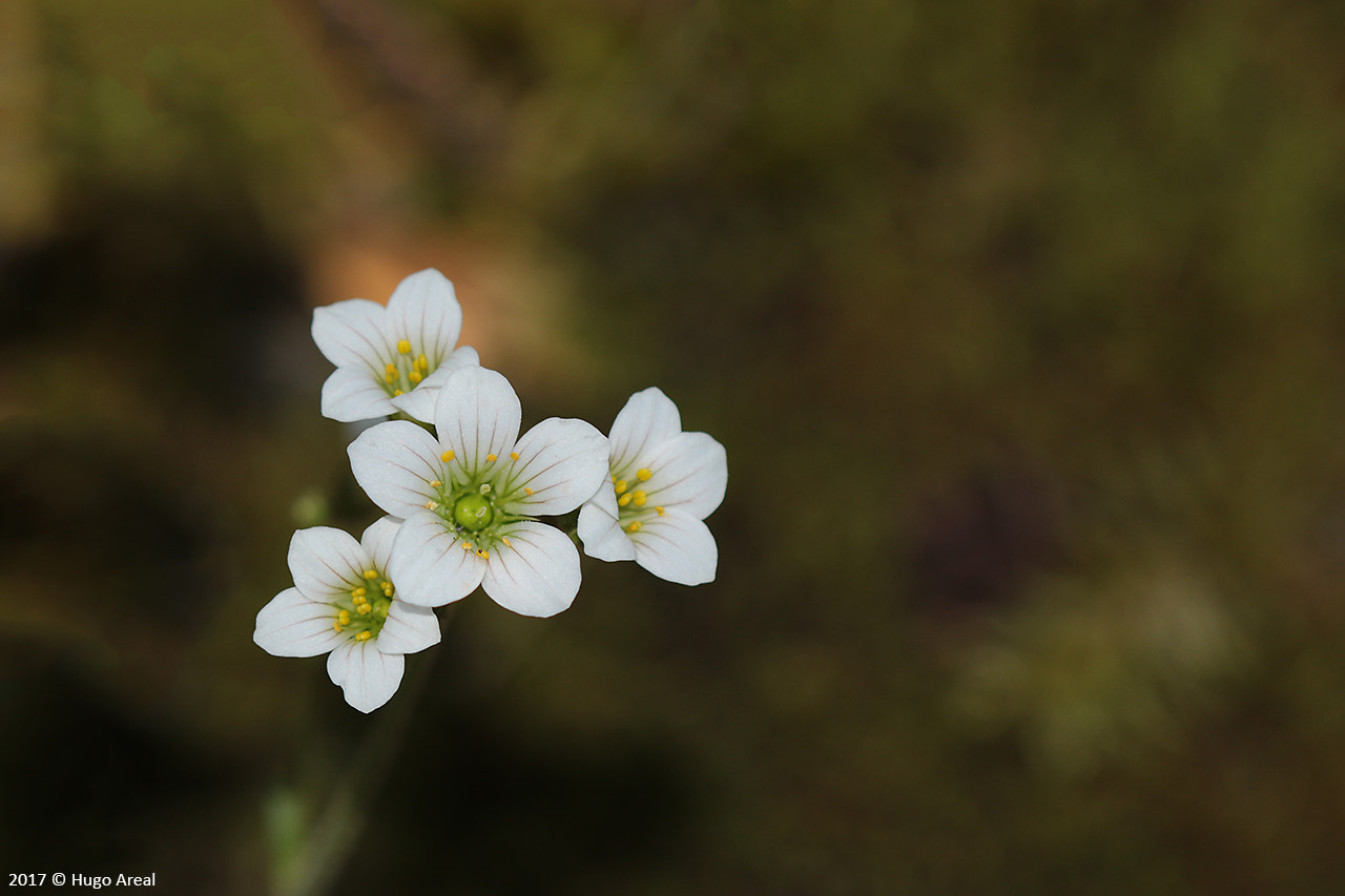 Canon EOS 7D Mark II + Canon EF 100mm F2.8 Macro USM sample photo. Meadow saxifrage photography