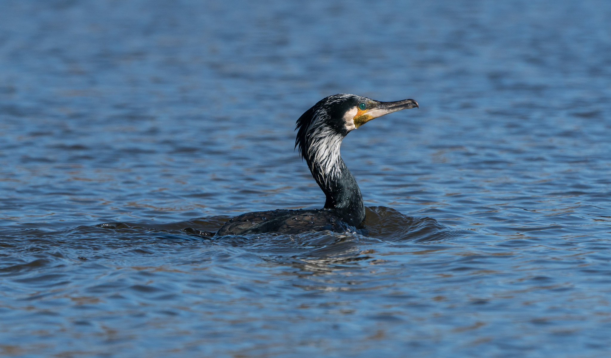 Sony ILCA-77M2 + Sony 70-400mm F4-5.6 G SSM II sample photo. Spring is in the air, cormorant photography