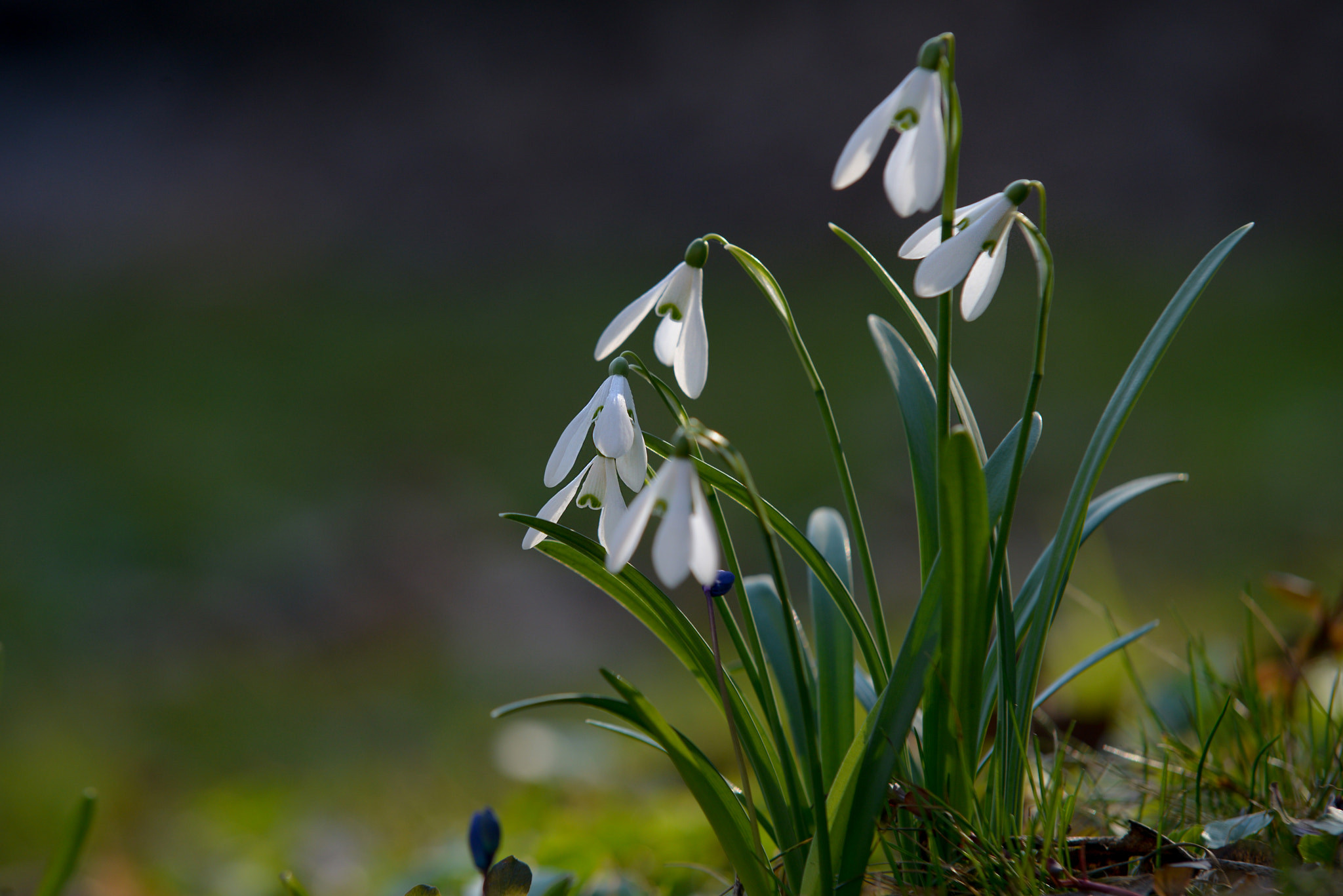 Nikon D800E + Sigma 70-200mm F2.8 EX DG Macro HSM II sample photo. Dsc photography