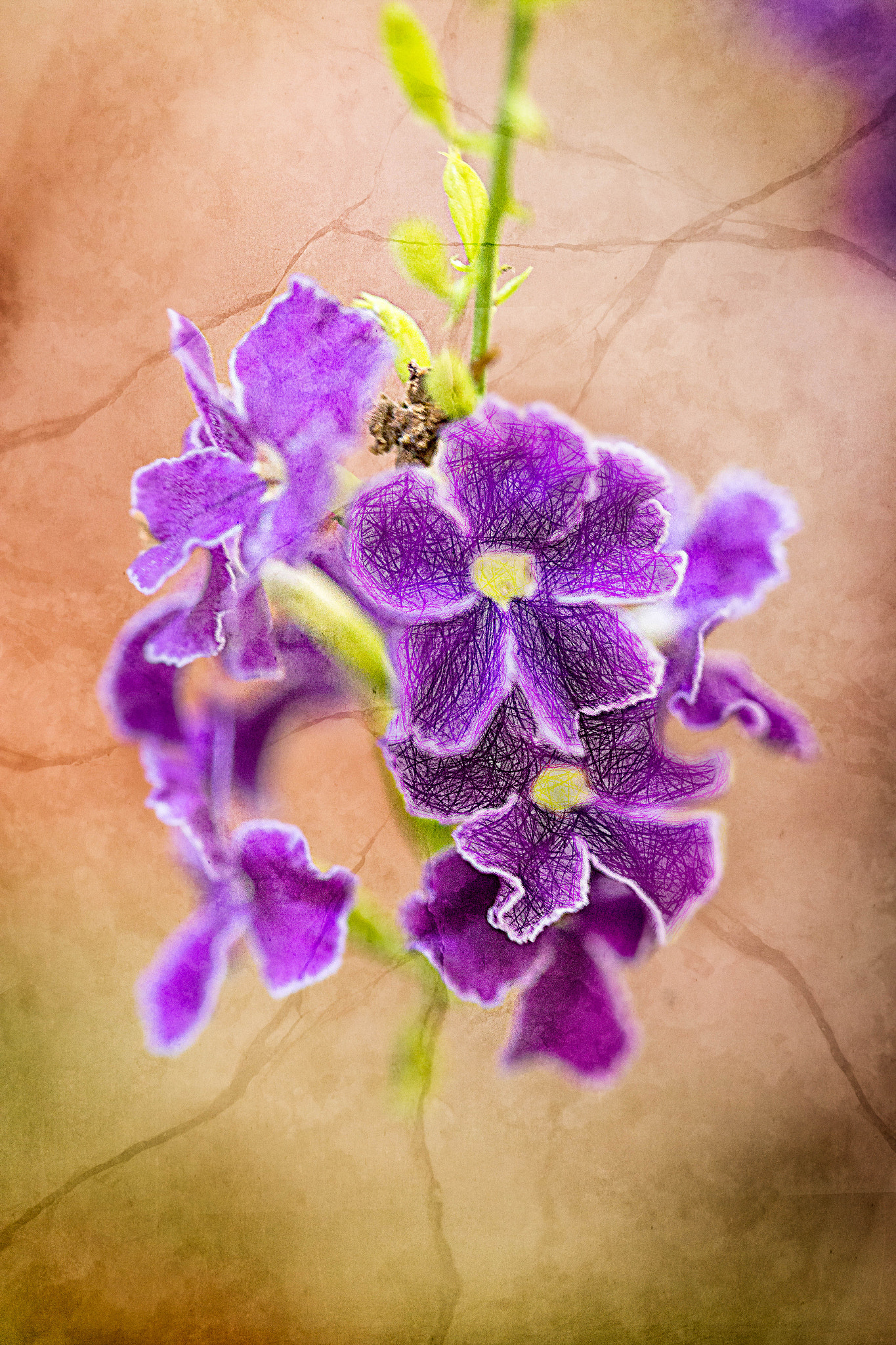 Canon EOS 6D sample photo. Purple flower photography