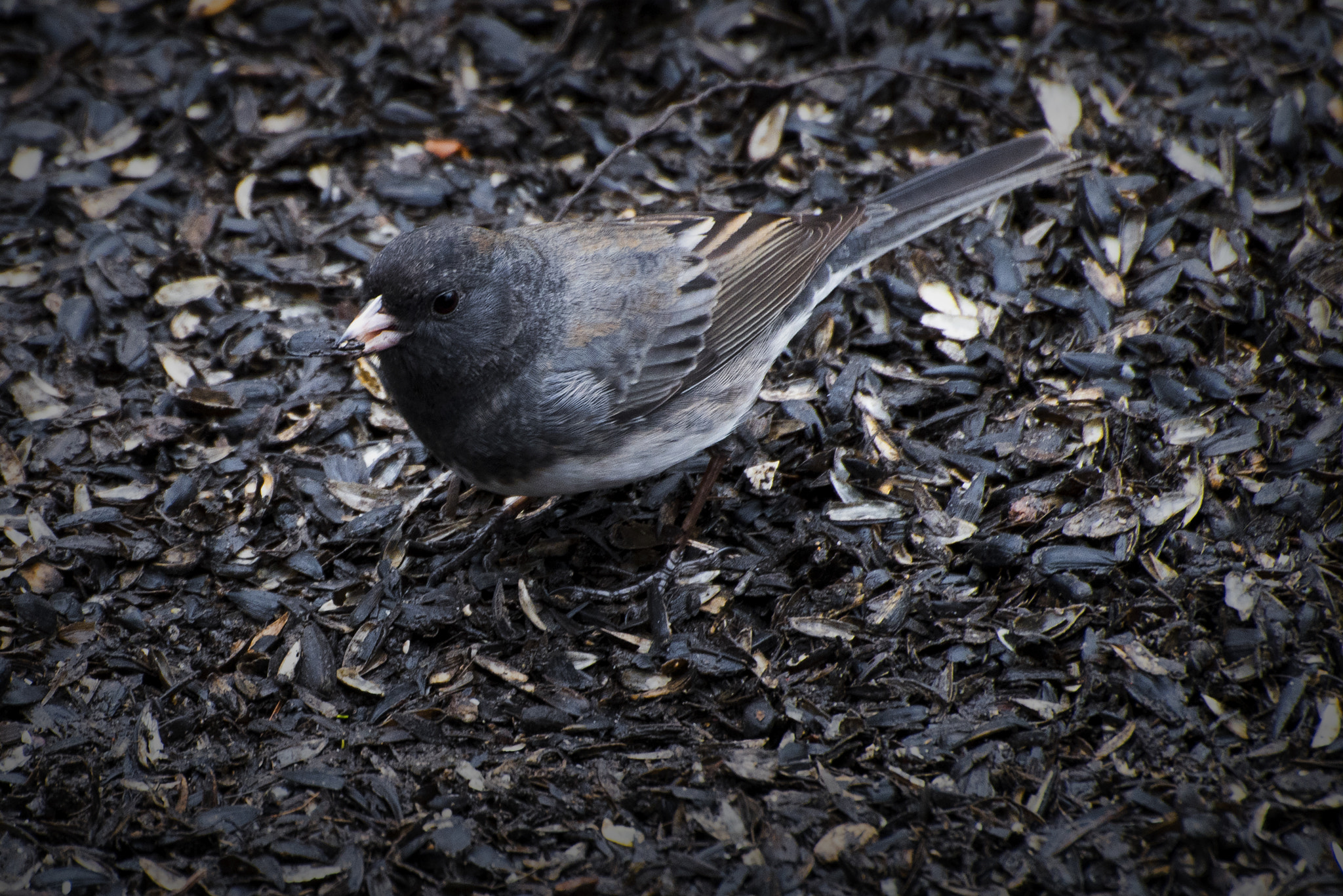 Nikon D500 sample photo. Dark-eyed junco. windsor, on. photography