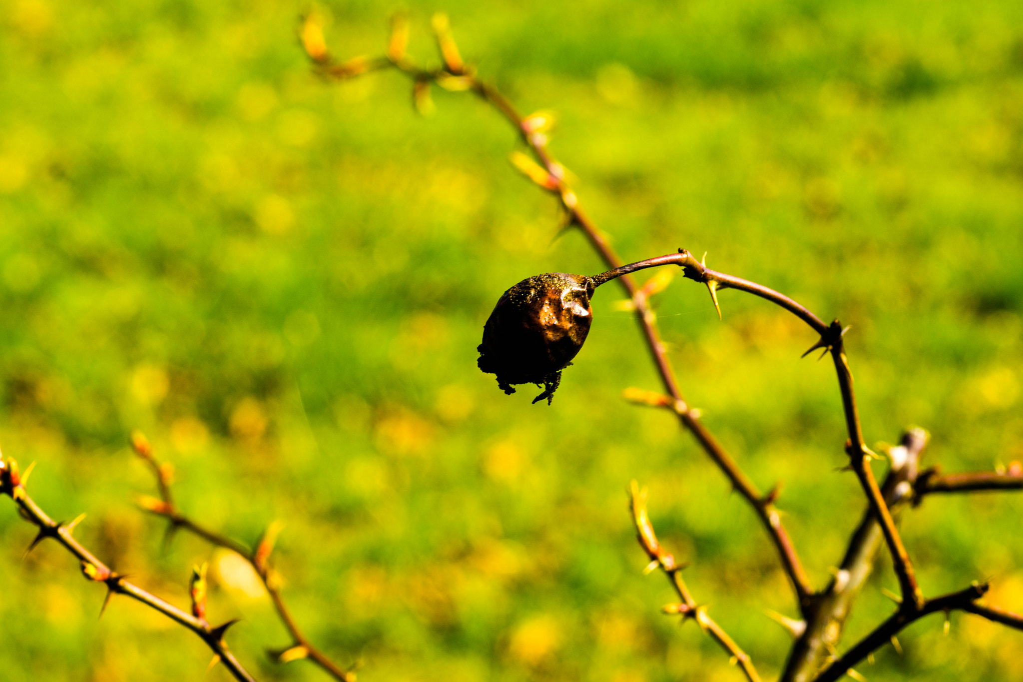 MACRO 50mm F2.8 sample photo. Alter trotzt frühling photography