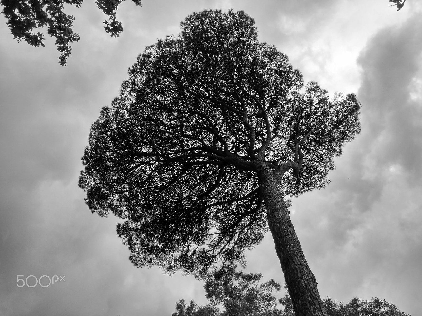 Xiaomi Redmi Pro sample photo. Pine@serralves_garden_porto����������������������� photography