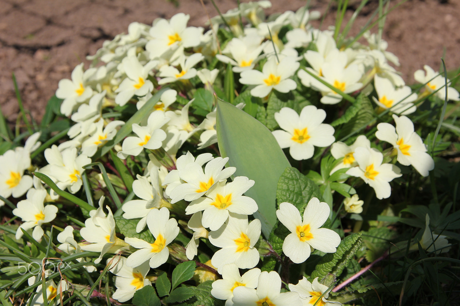 Canon EOS 550D (EOS Rebel T2i / EOS Kiss X4) sample photo. First flowers in garden photography