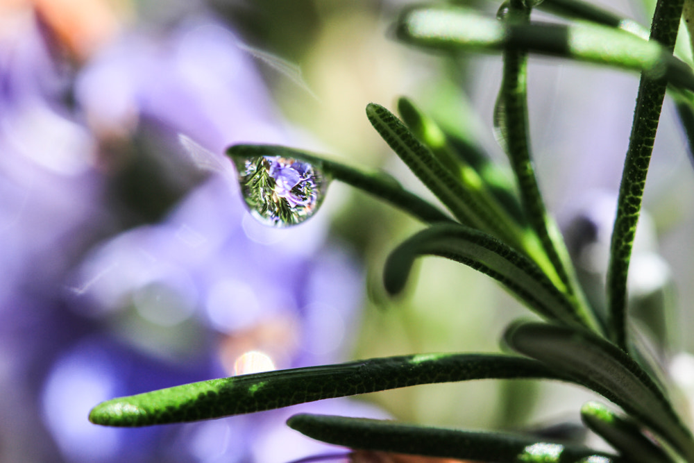 Canon EOS 7D sample photo. Rosemary for rembrance photography