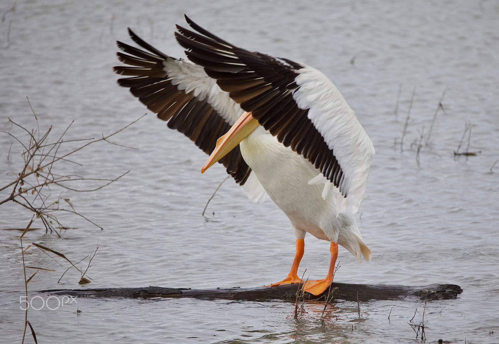 Canon EF 200-400mm F4L IS USM Extender 1.4x sample photo. Pelican photography