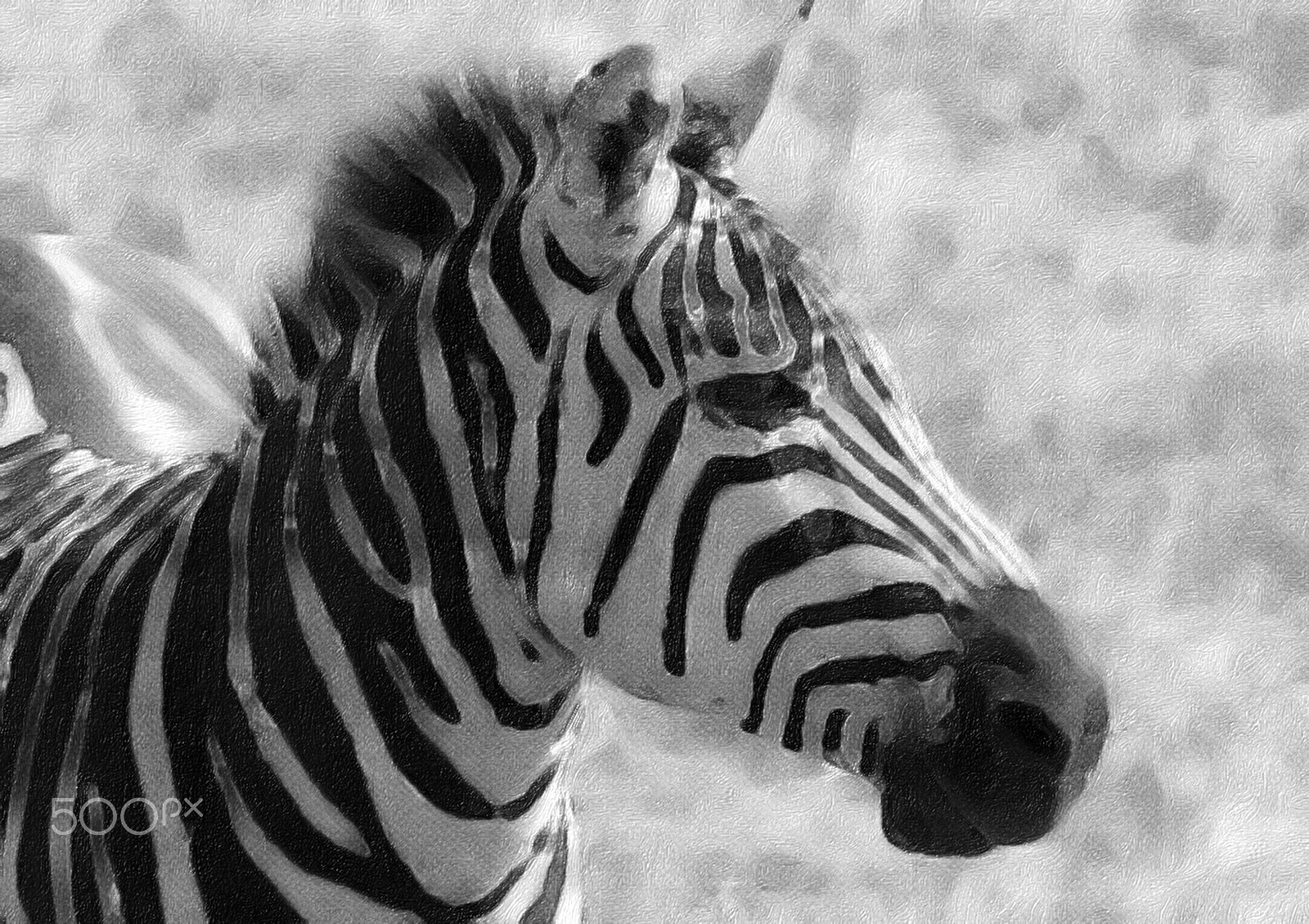 Canon EOS 6D sample photo. Zebra photography