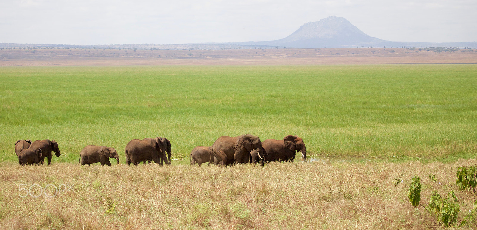 Canon EOS 6D sample photo. Elephant landscape photography