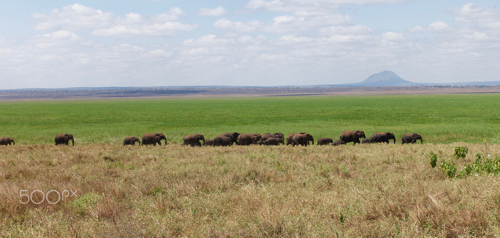 Sony 24-70mm F1.8-2.8 sample photo. Elephant procession photography