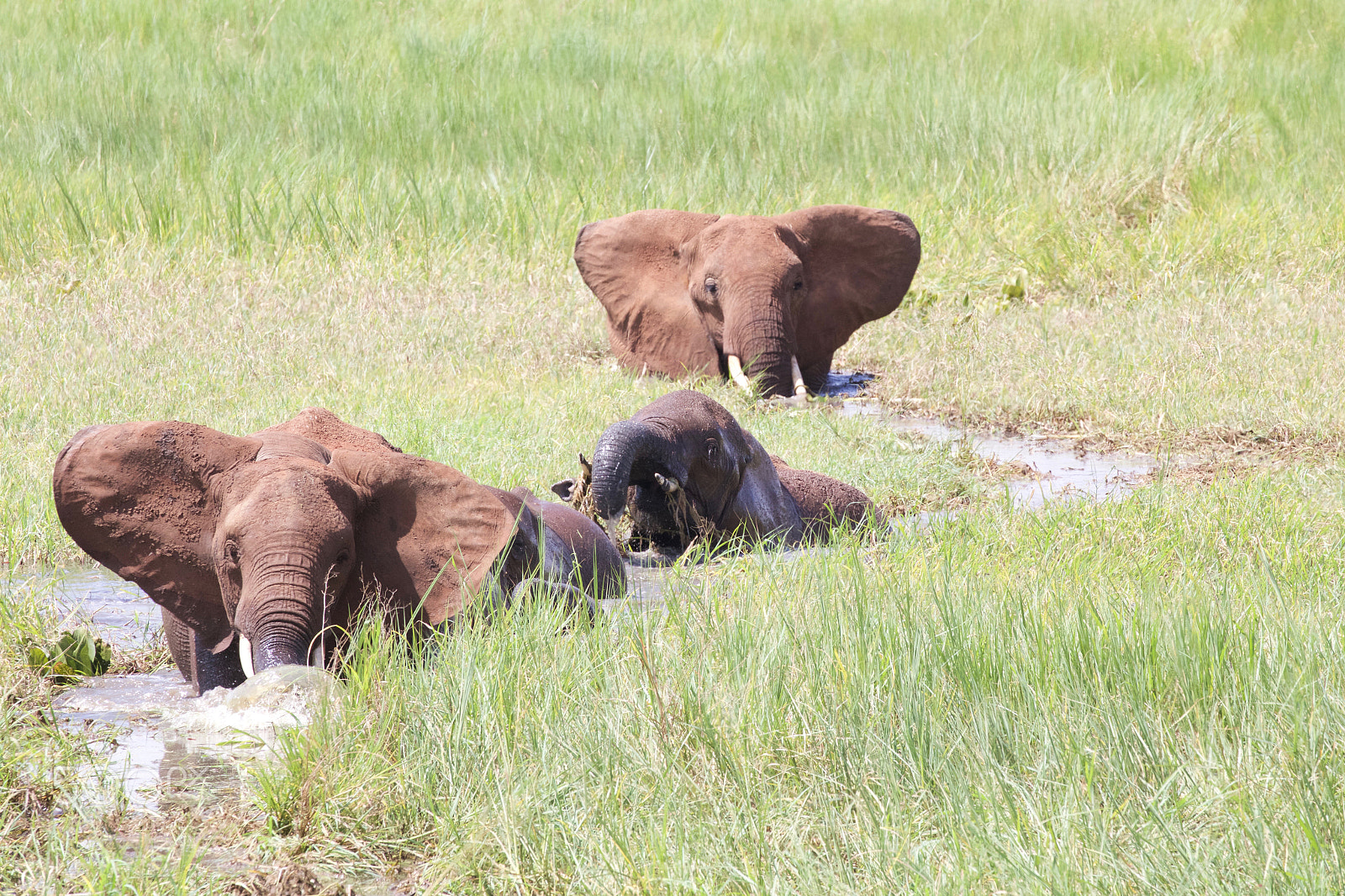 Canon EOS 6D sample photo. Elephants wading photography