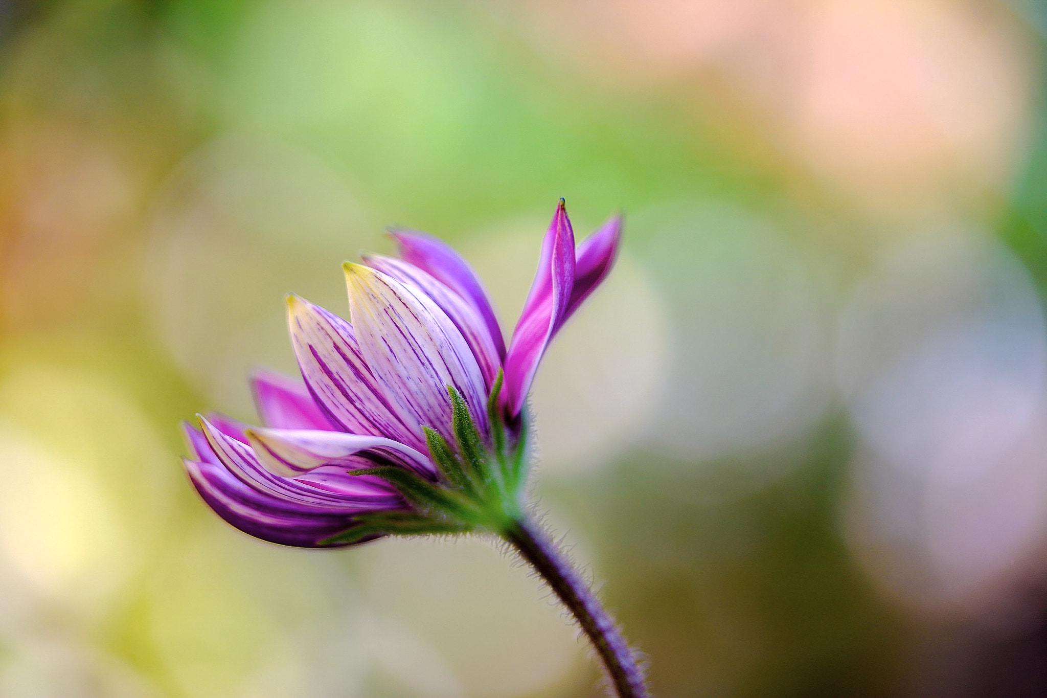 Canon EOS 760D (EOS Rebel T6s / EOS 8000D) + Canon EF-S 60mm F2.8 Macro USM sample photo. I am not afraid to be alone ◡̈*✧ photography