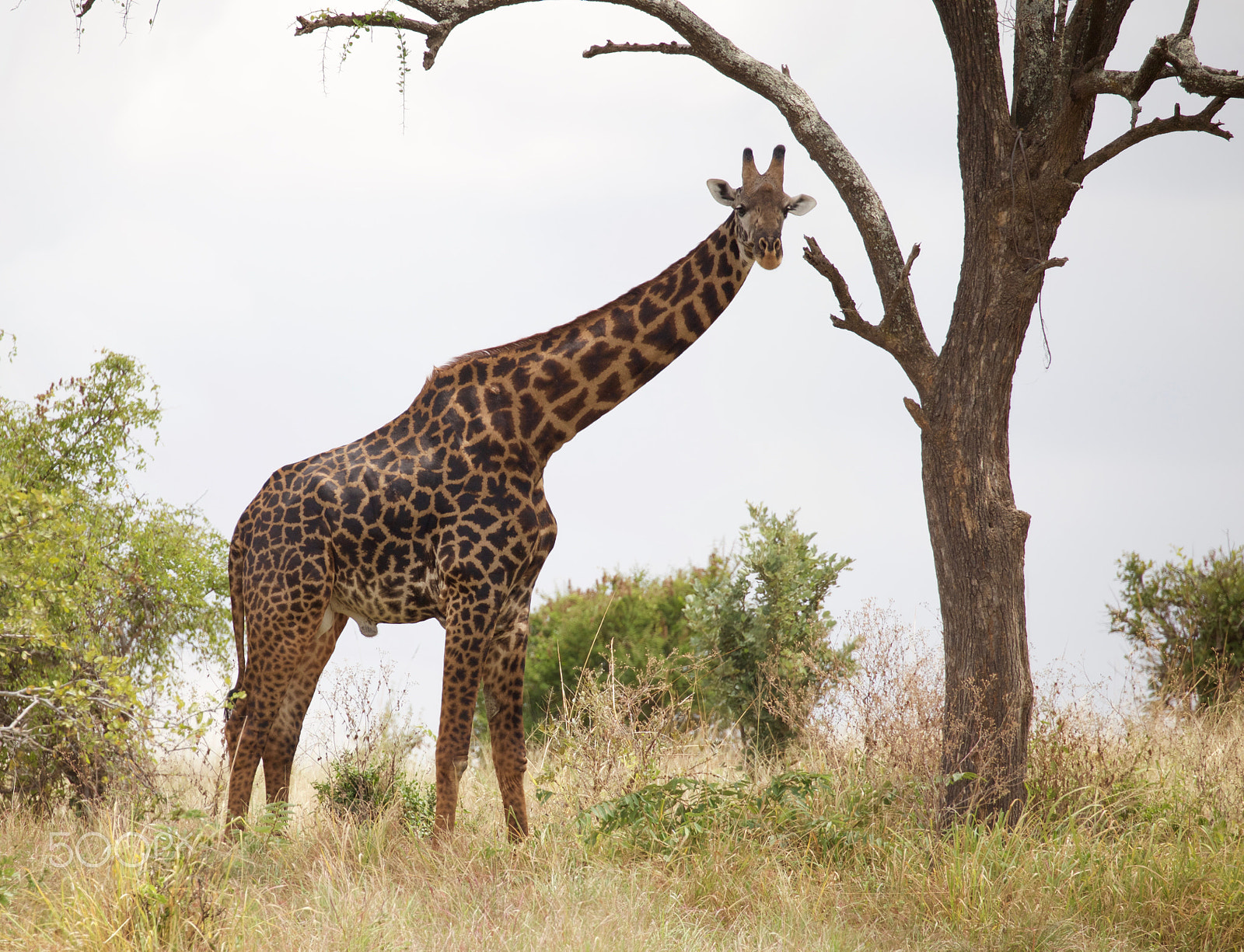 Canon EOS 6D sample photo. Giraffe and tree photography