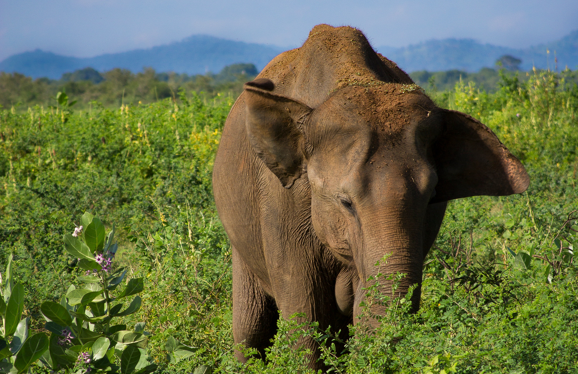 Canon EF 28-135mm F3.5-5.6 IS USM sample photo. Elephant photography