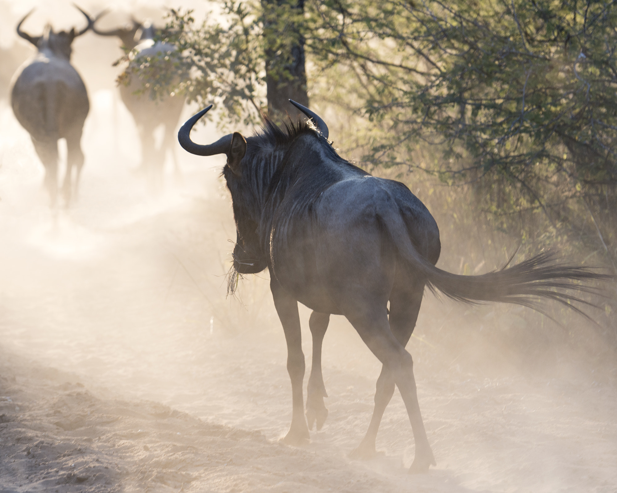 Nikon D800 sample photo. Blue wildebeest photography
