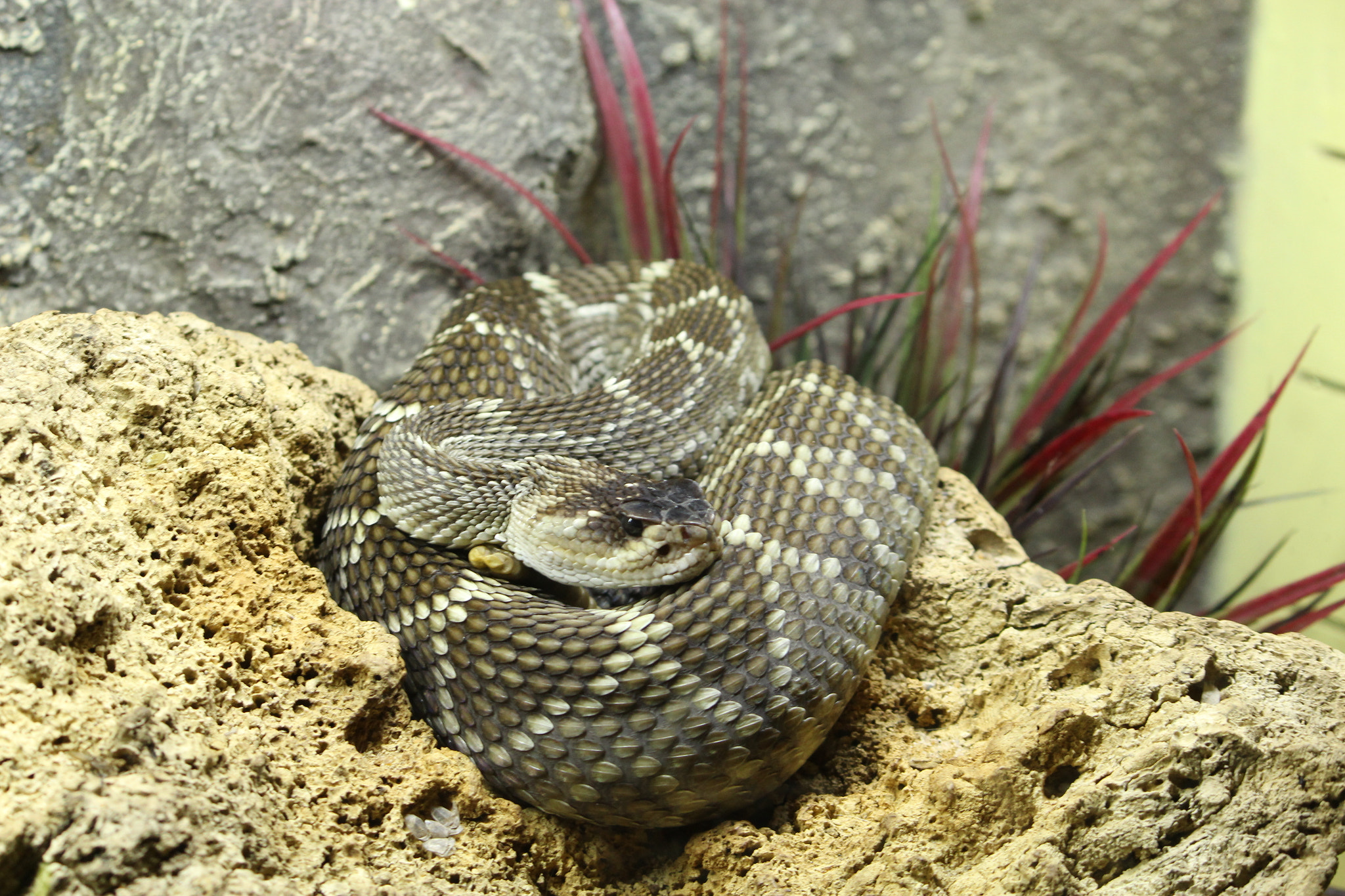 Canon EF-S 55-250mm F4-5.6 IS II sample photo. Img photography