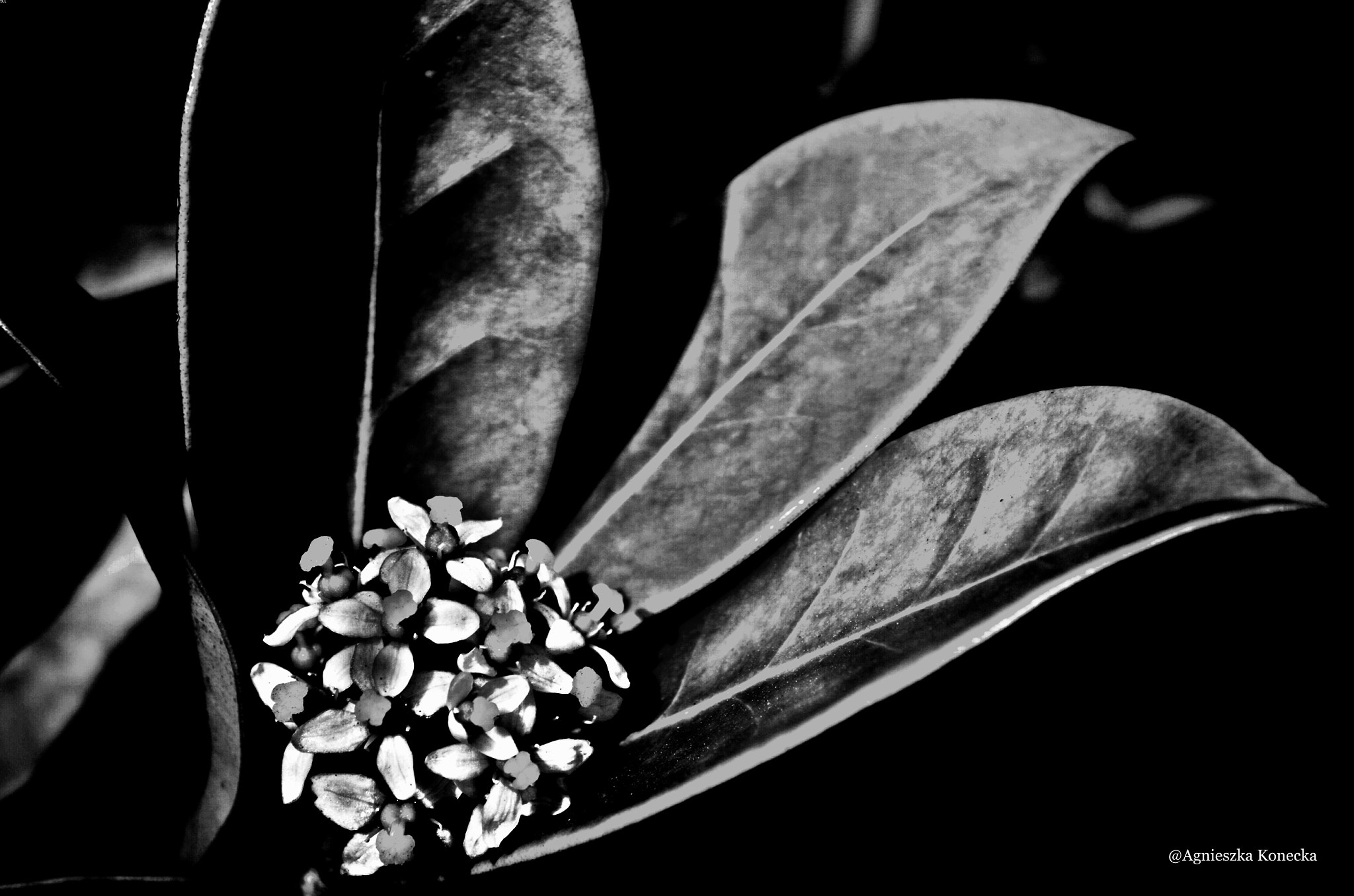 Pentax K-50 sample photo. Hugging photography