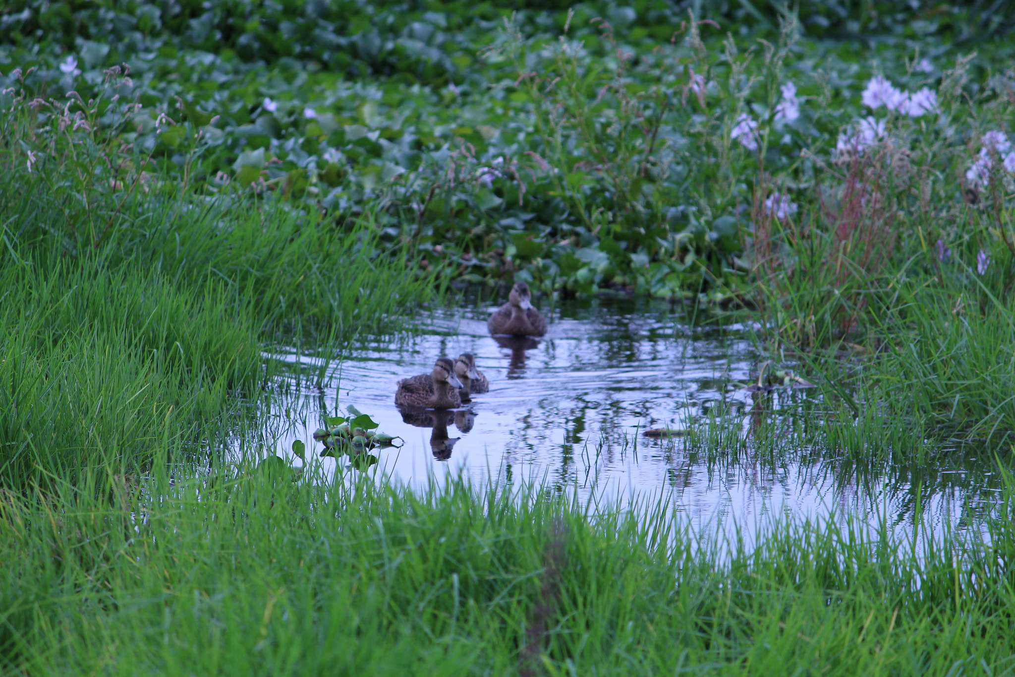 Canon EF-S 55-250mm F4-5.6 IS II sample photo. Img photography