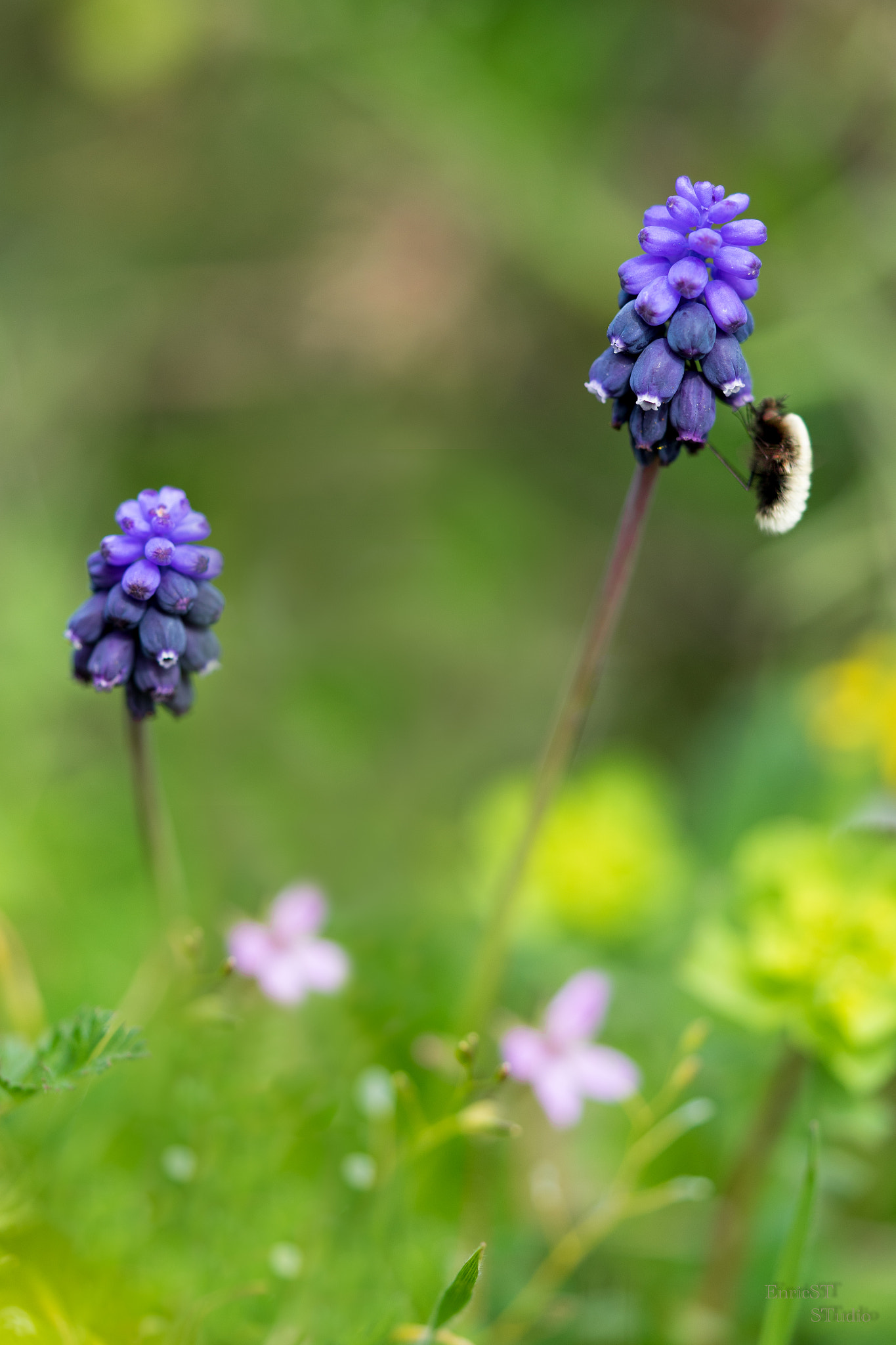 Sony a7 II + Sony FE 90mm F2.8 Macro G OSS sample photo. Muscari and visitor photography