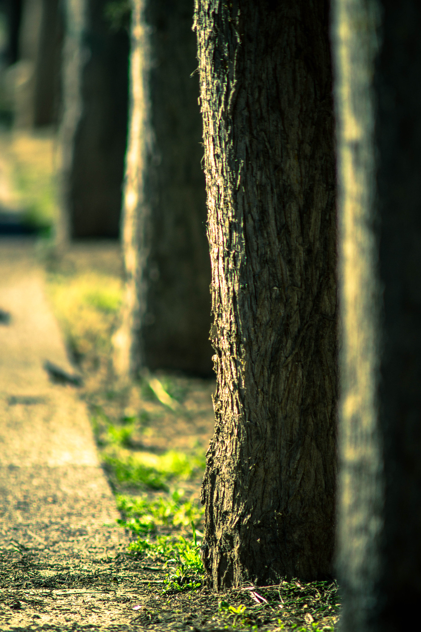 Sony SLT-A58 + Minolta AF 70-210mm F4 Macro sample photo. One tree photography