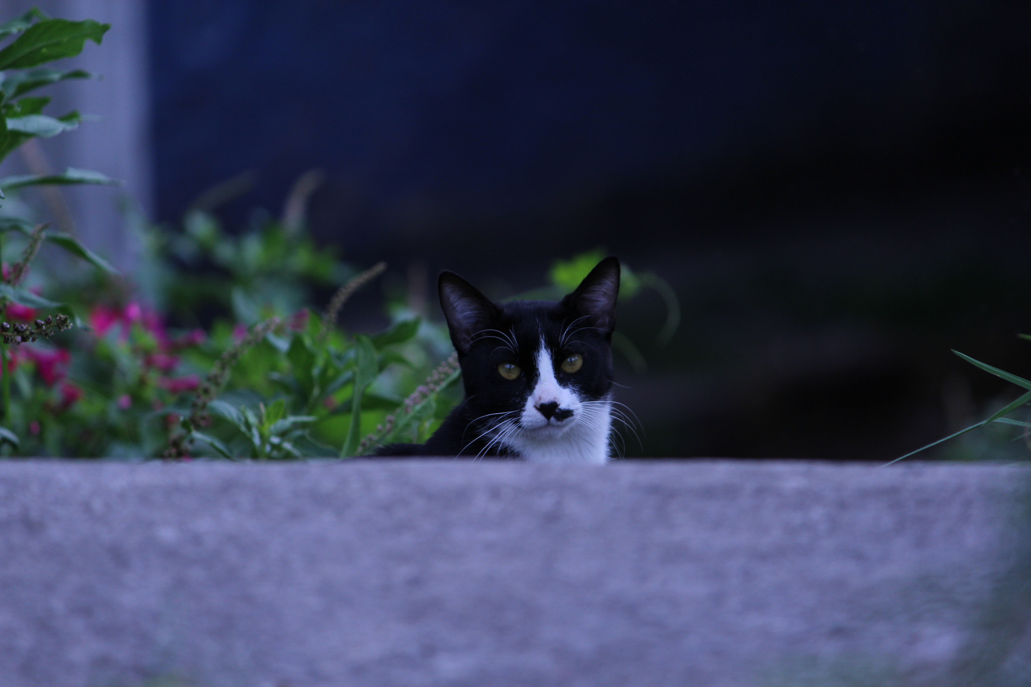 Canon EF-S 55-250mm F4-5.6 IS II sample photo. Img photography