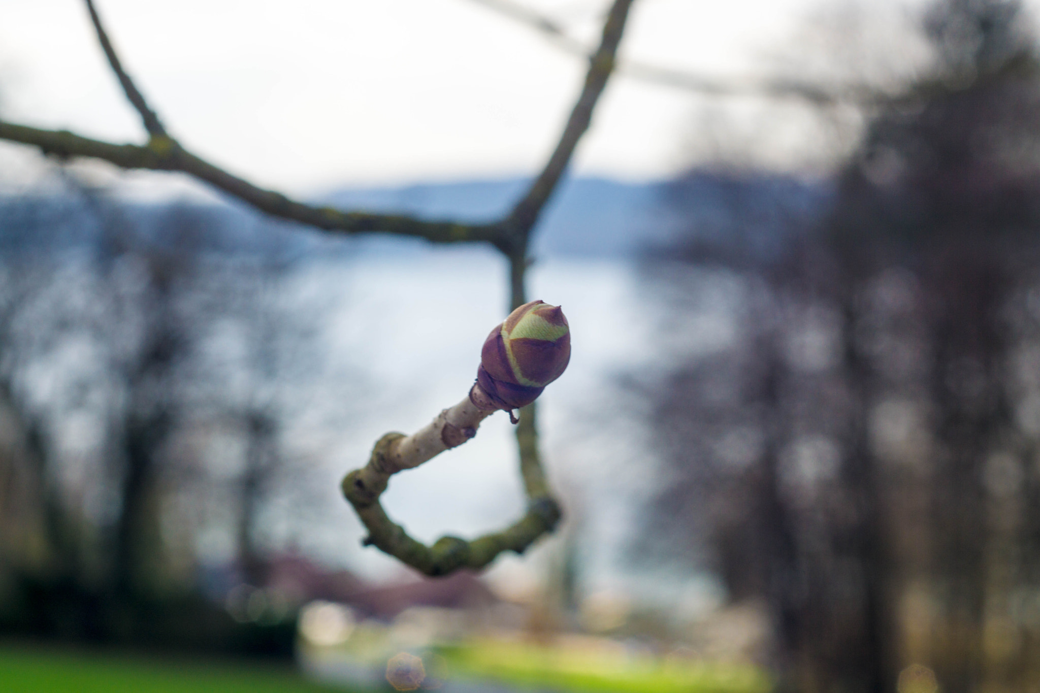 Sony a6000 + MACRO 50mm F2.8 sample photo. Kastanienallee über leoni am starnberger see photography