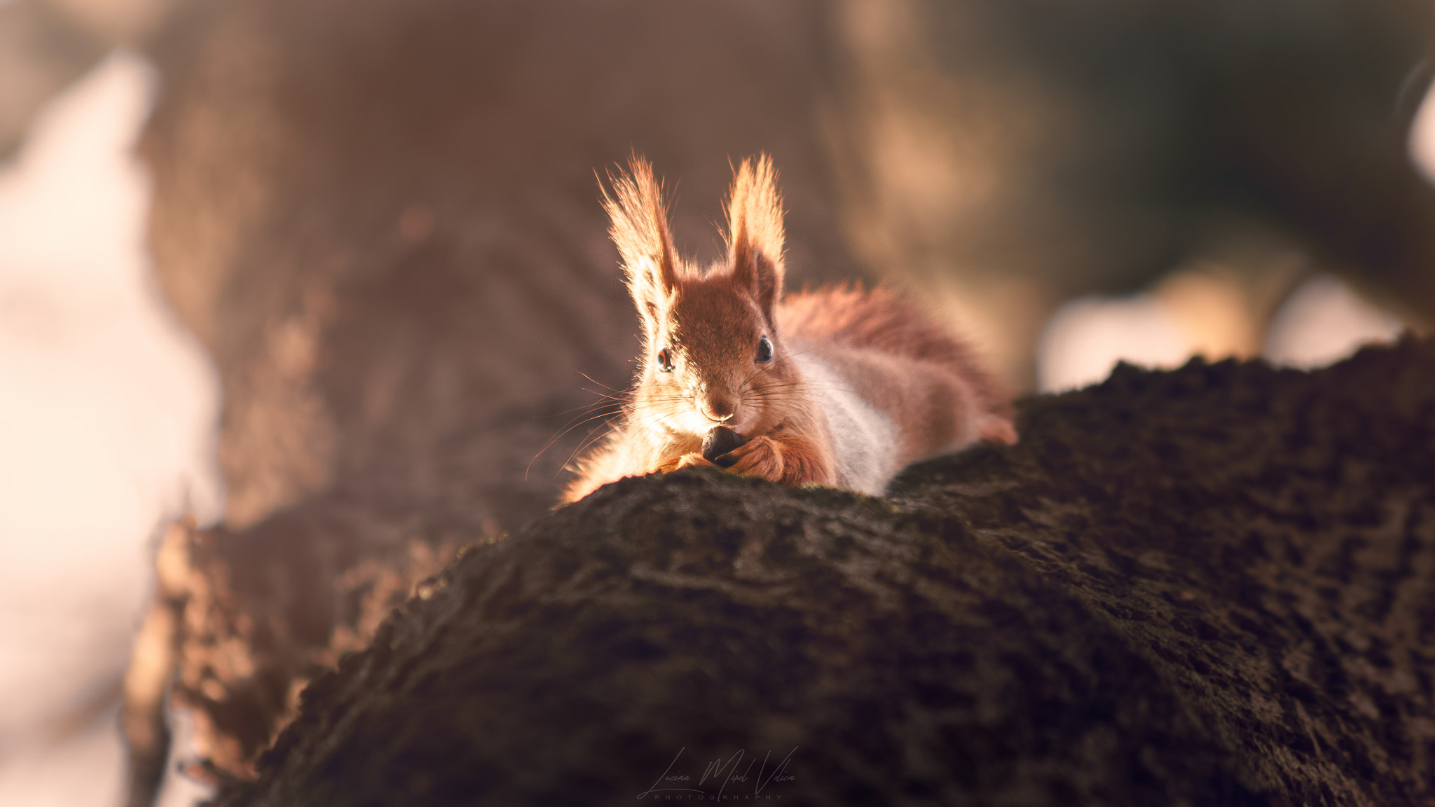 Canon EF 70-300mm F4-5.6 IS USM sample photo. Everything comes at you at the right moment photography