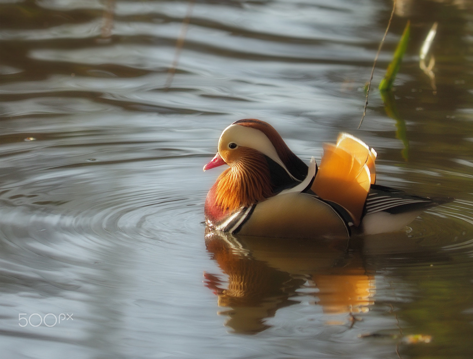 Olympus OM-D E-M1 Mark II sample photo. A mandarin (tangerine) duck photography