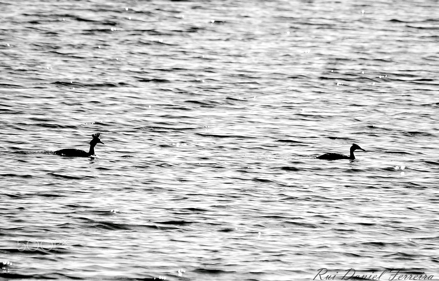 Nikon D50 sample photo. Podiceps cristatus photography