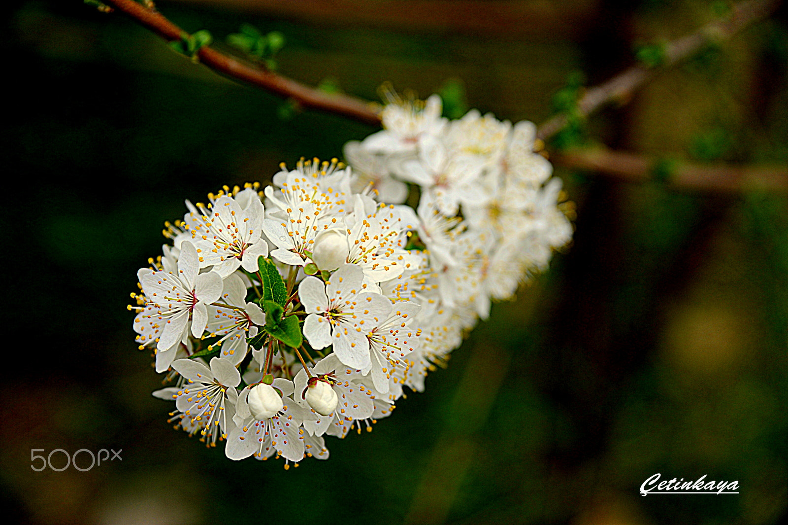 Nikon D3 sample photo. Spring photography