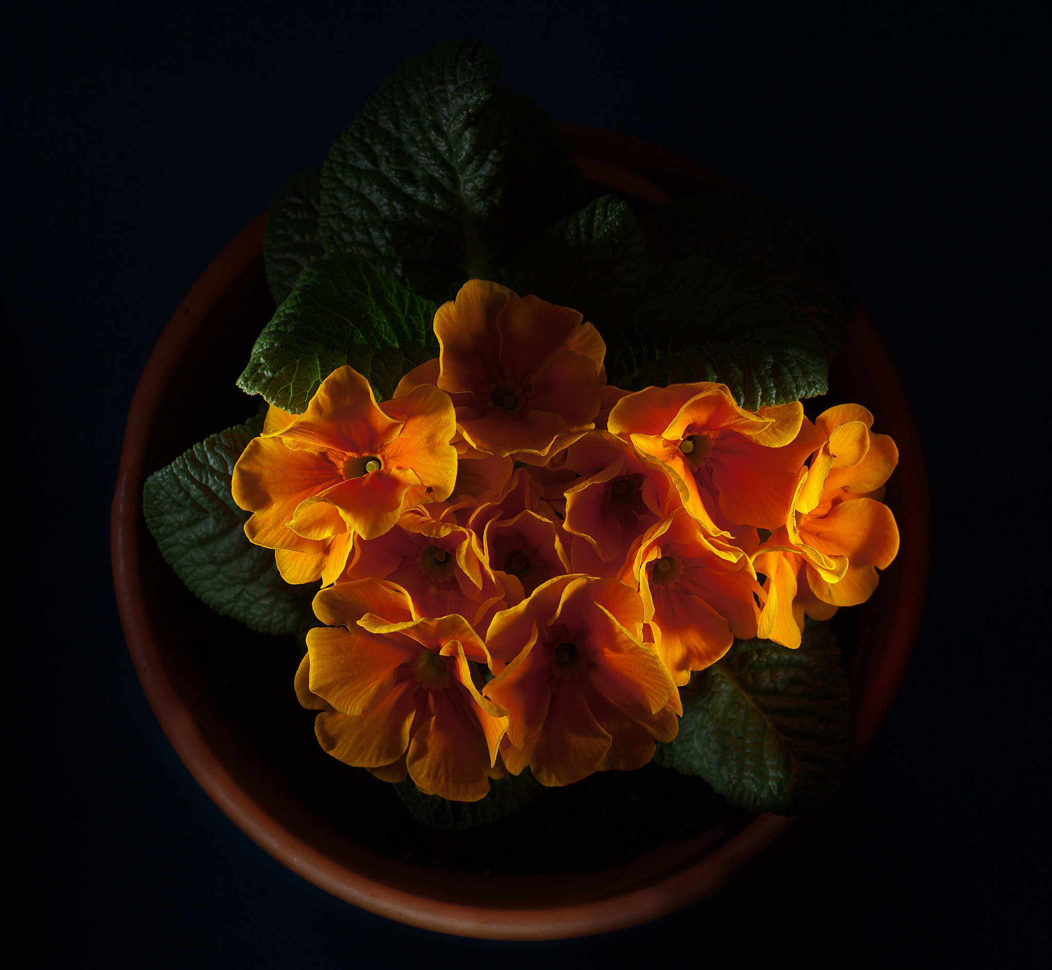 Nikon D700 sample photo. Rimlighted primrose photography