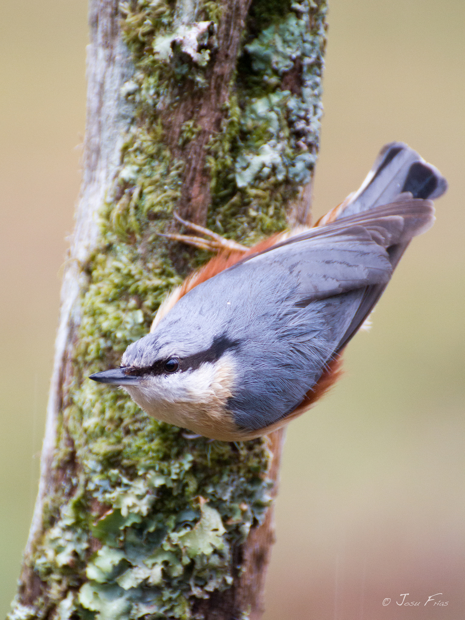 Canon EOS 7D sample photo. Eurasian nuthatch - trepador azul photography