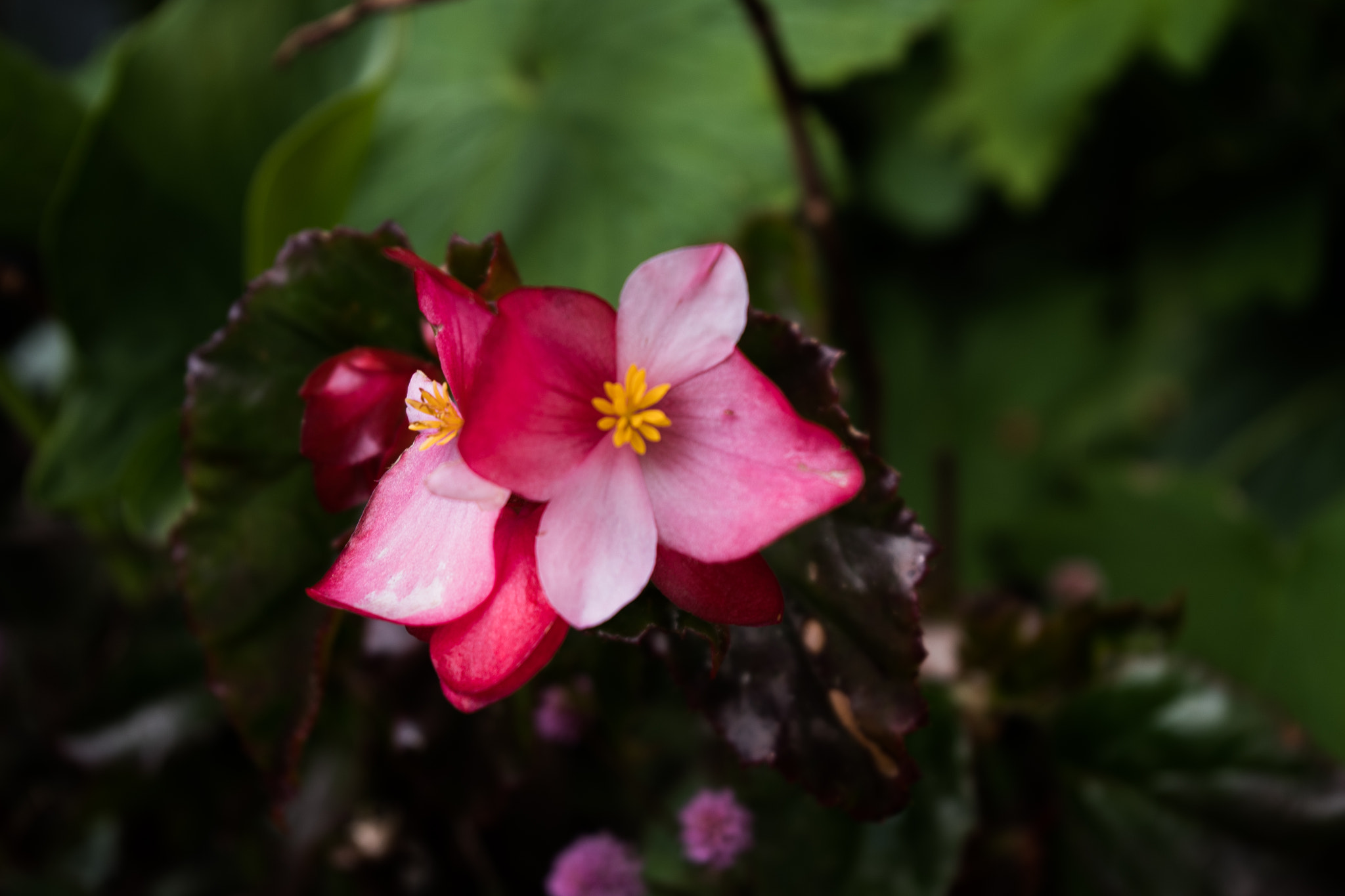 Pentax K-S2 sample photo. Small flower photography