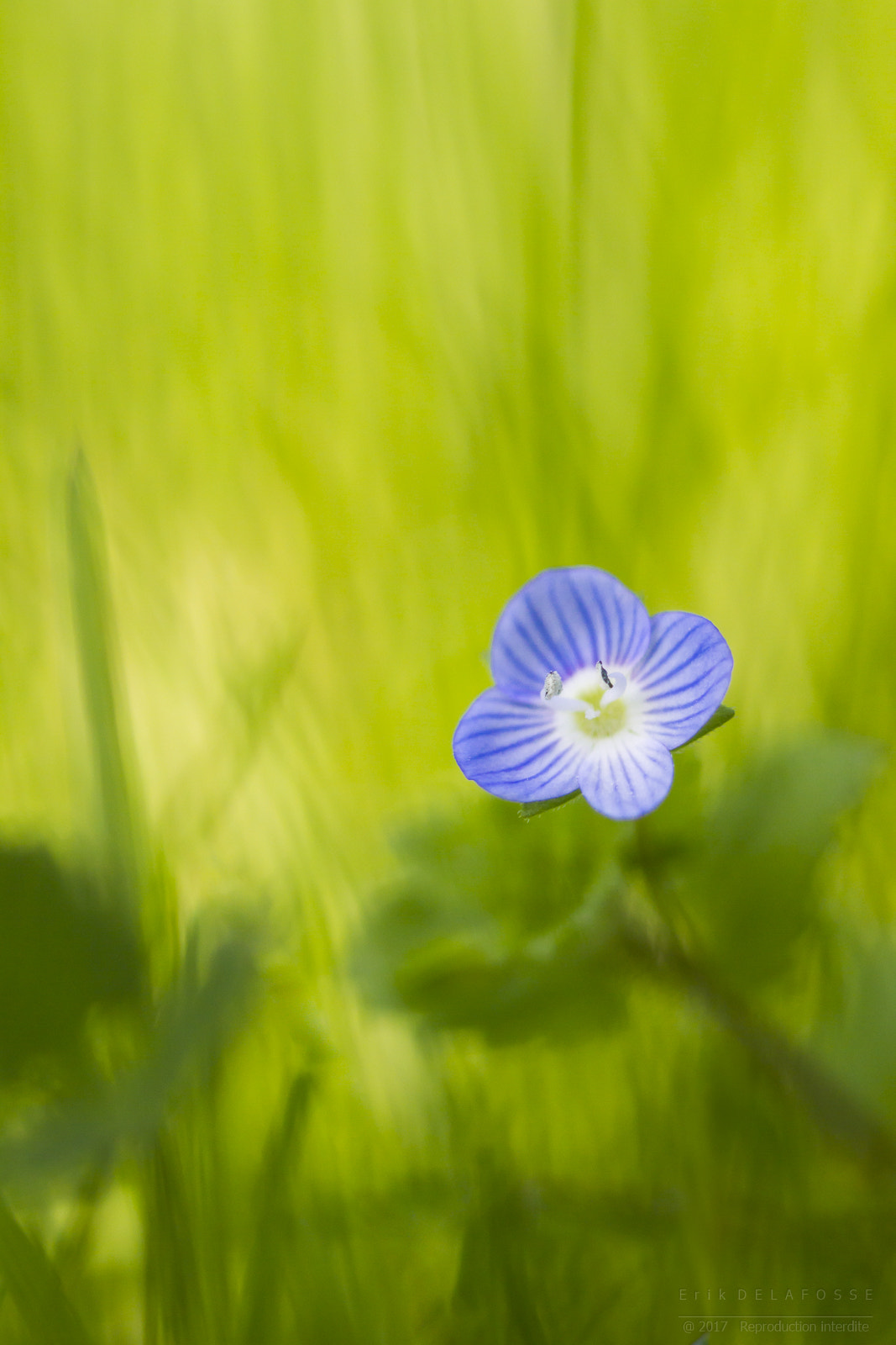 Canon EF 100mm F2.8 Macro USM sample photo. Véronique photography