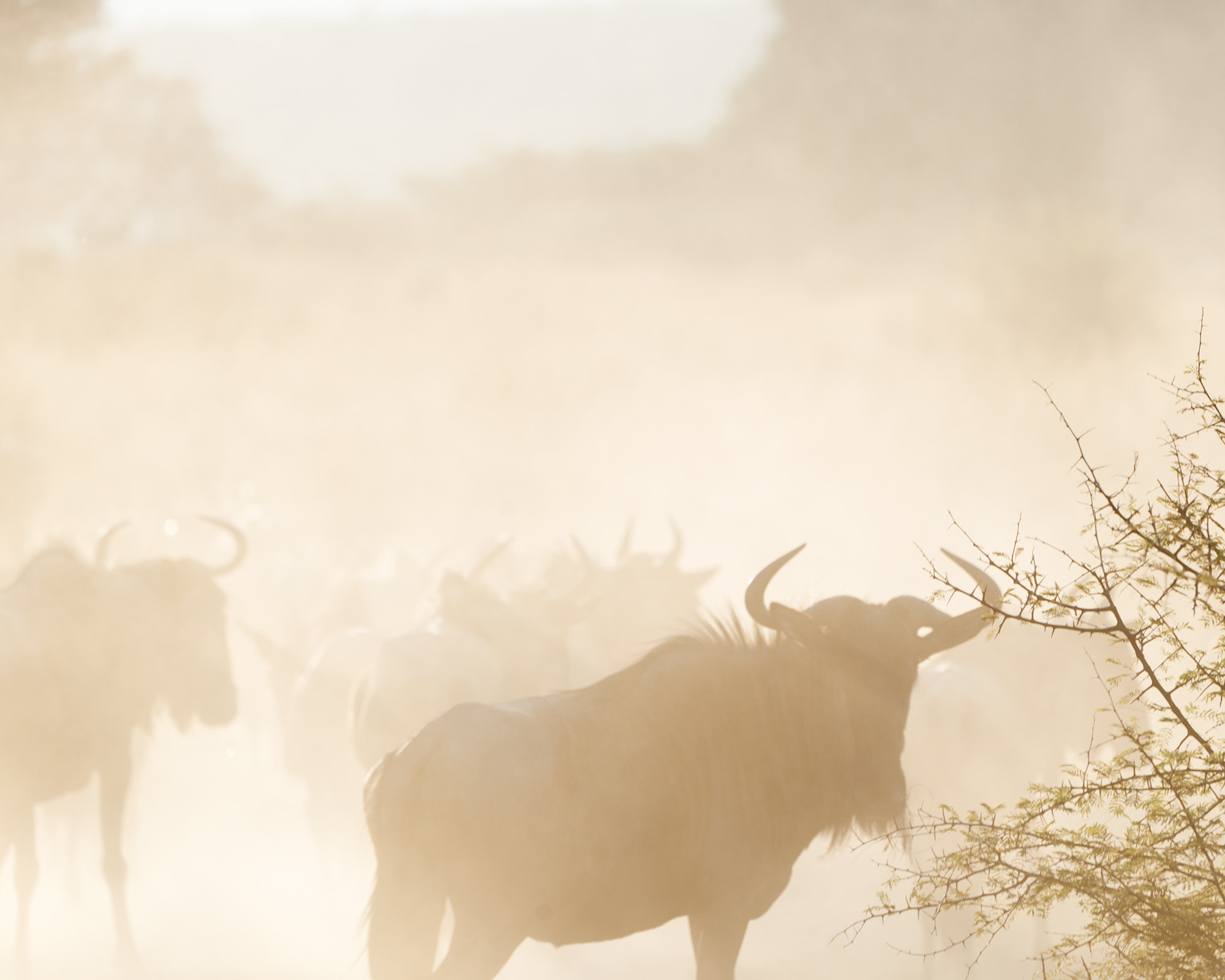 Nikon D800 sample photo. Brindled gnu photography