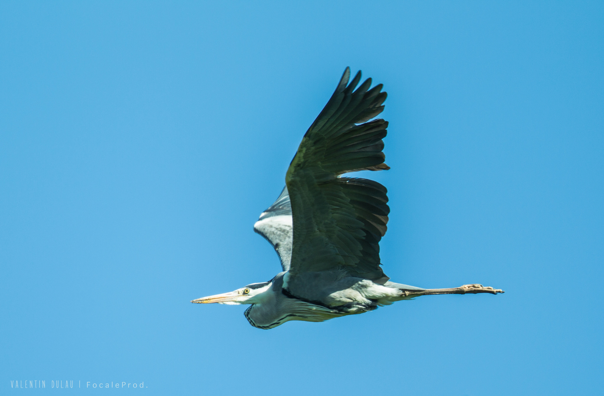 Canon EOS-1D Mark IV + Canon EF 400mm F2.8L IS USM sample photo. Heron photography