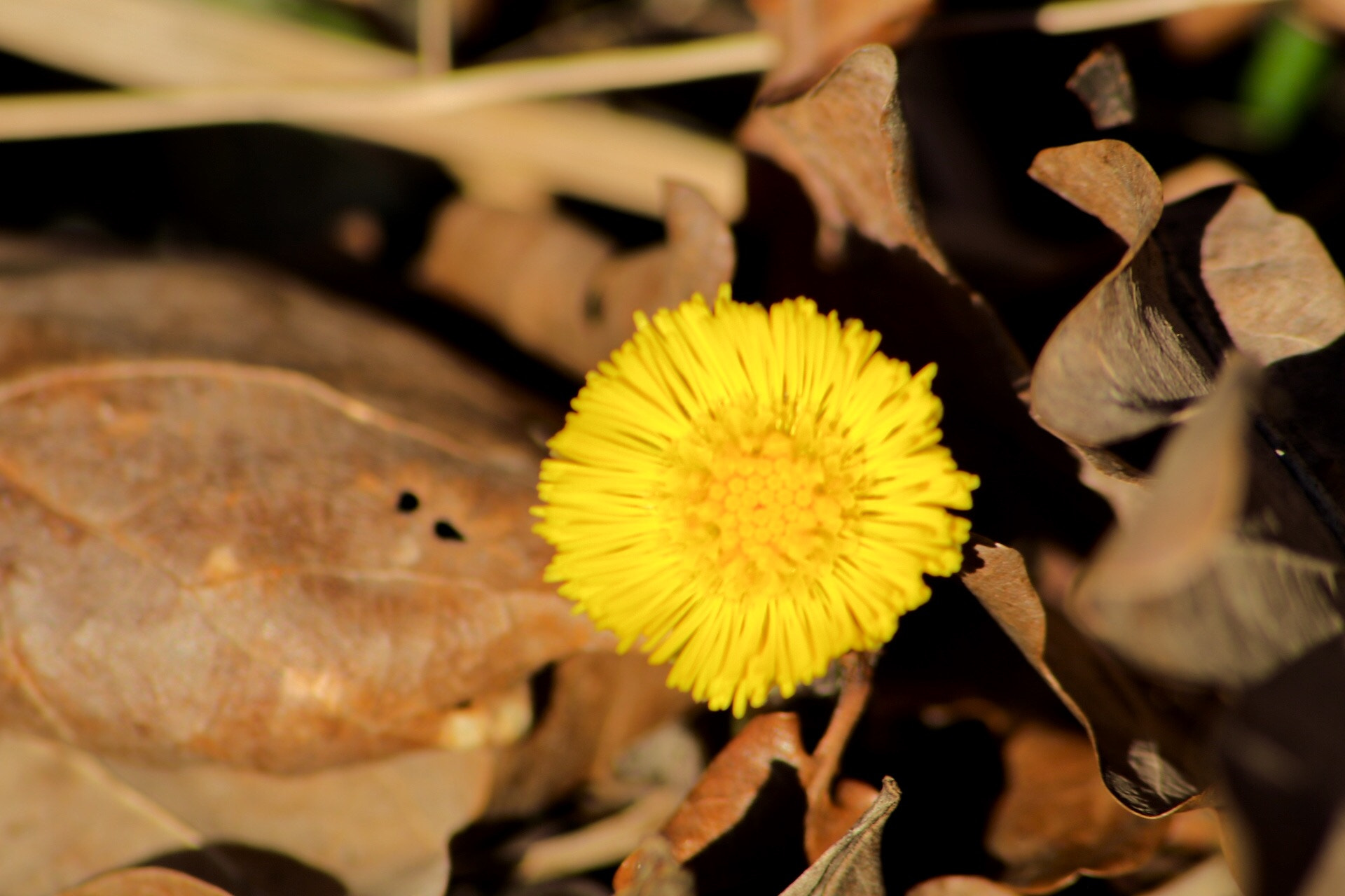 Sigma 70-300mm F4-5.6 APO DG Macro sample photo