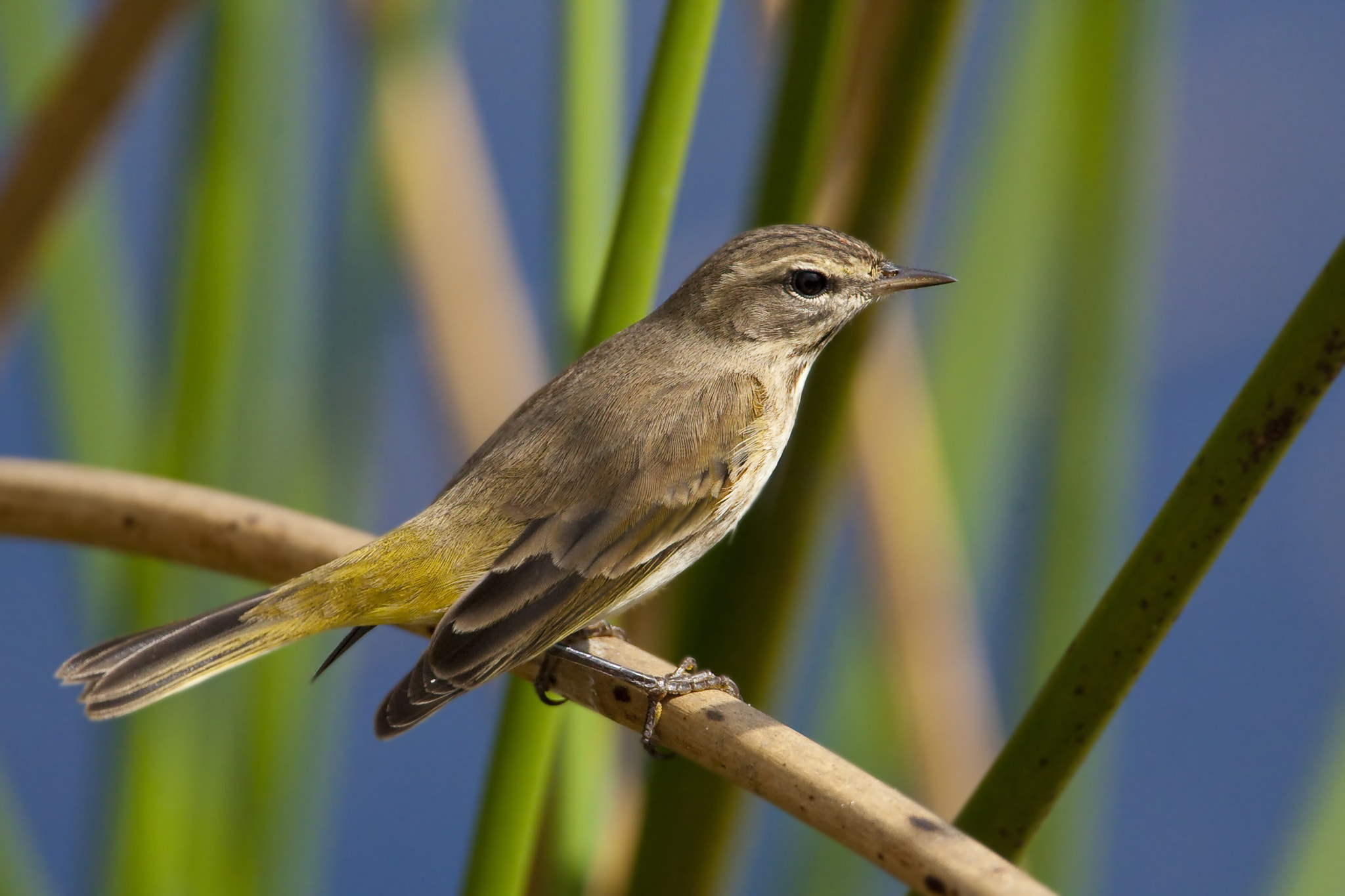 Canon EF 500mm F4L IS USM sample photo. Palm warbler photography