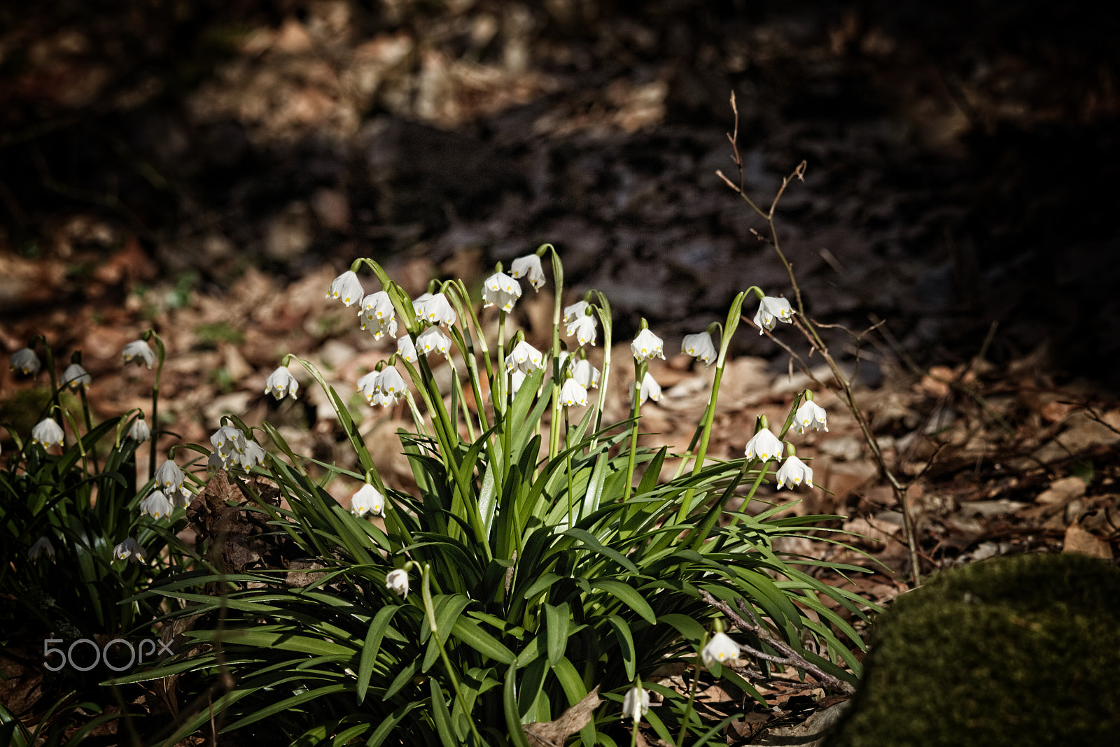 Canon EF-S 55-250mm F4-5.6 IS STM sample photo. Spring snowflake photography