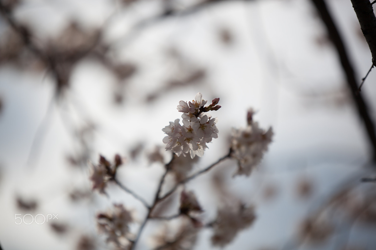 Canon EOS 5D Mark II sample photo. Cherry blossoms time photography