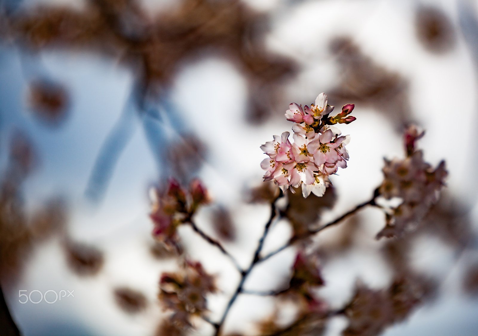 Canon EOS 5D Mark II sample photo. Cherry blossoms time photography