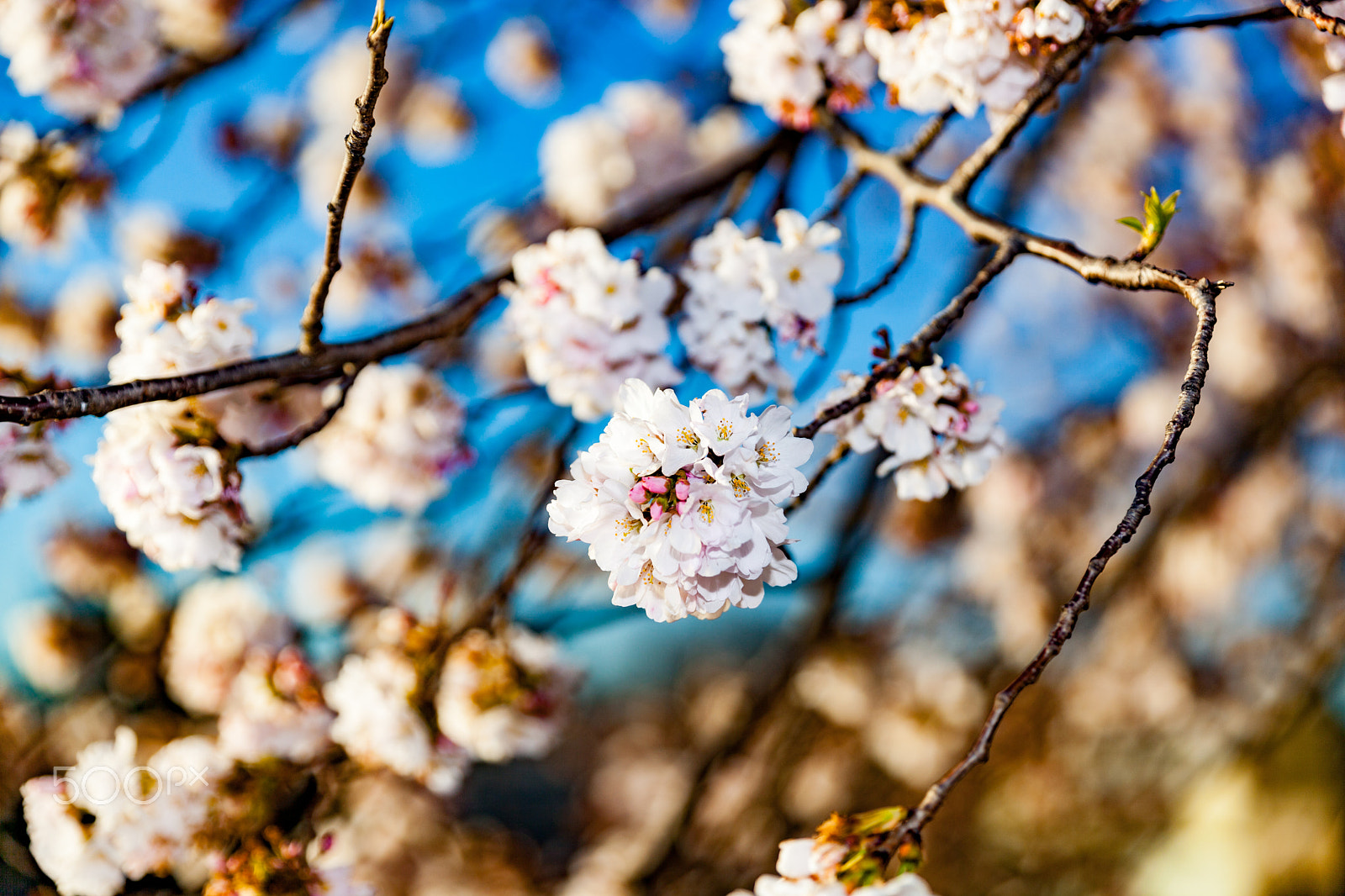 Sigma 24-70mm F2.8 EX DG Macro sample photo. Cherry blossoms time photography