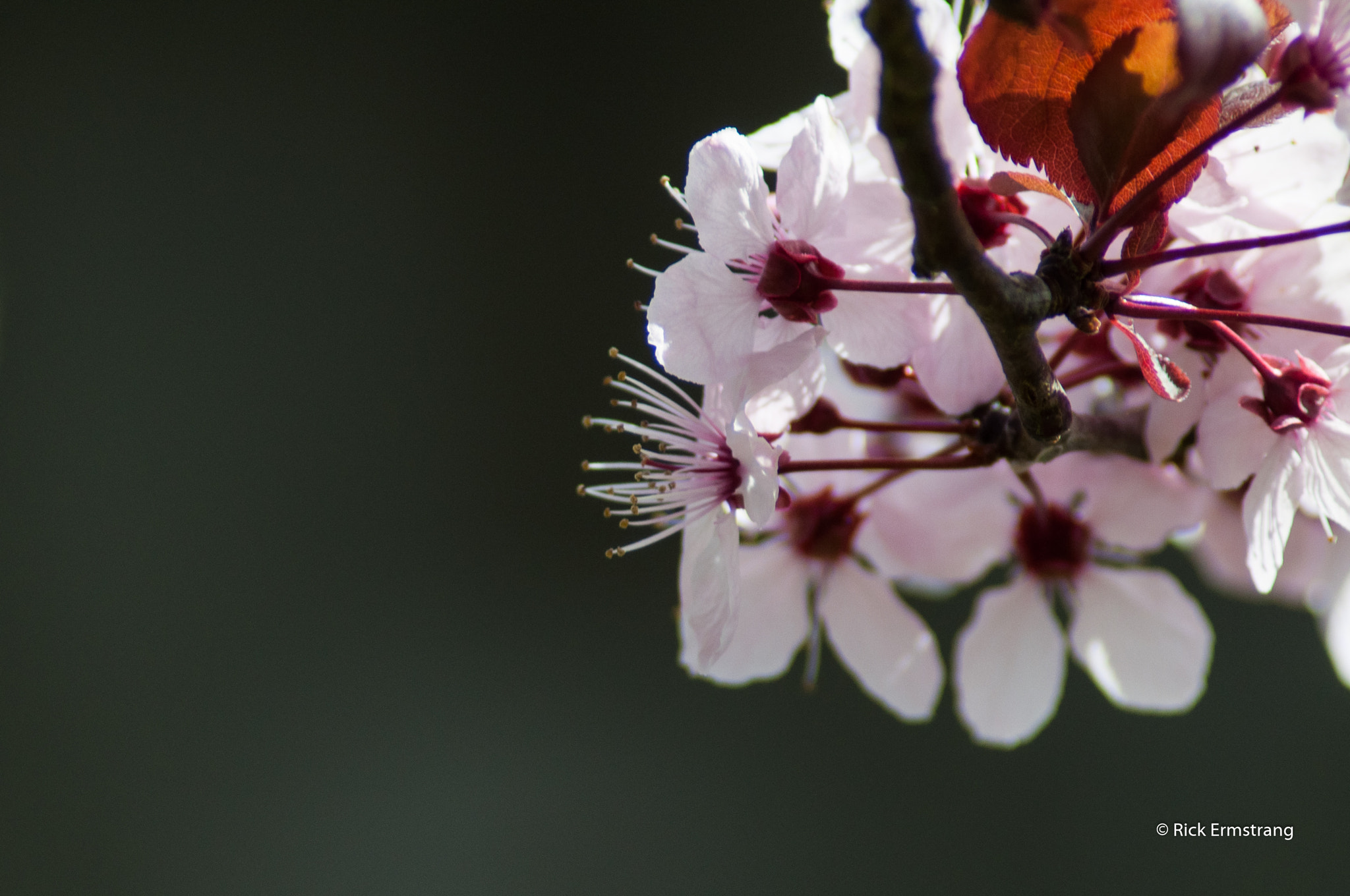 Nikon D90 + AF Nikkor 180mm f/2.8 IF-ED sample photo. Blossom photography