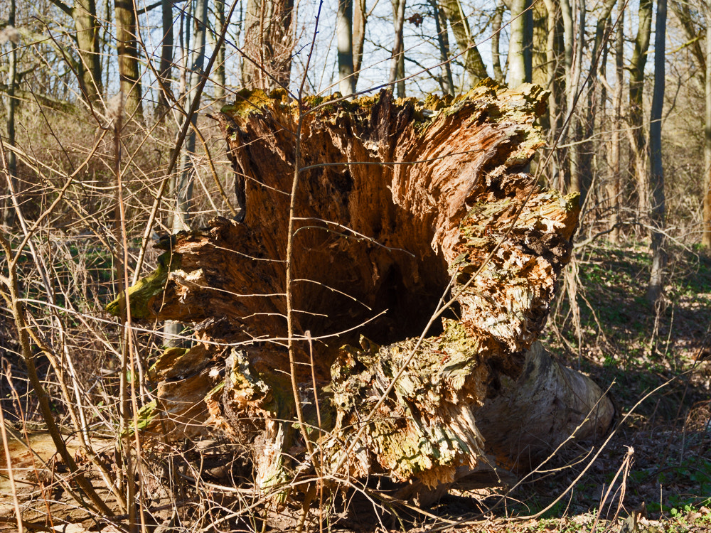 Olympus OM-D E-M5 sample photo. Spaziergang im naturschutzgebiet photography