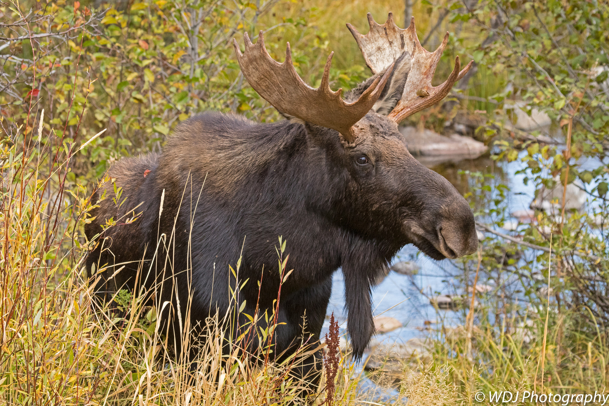Canon EF 100-400mm F4.5-5.6L IS USM sample photo. Moose at waters edge photography