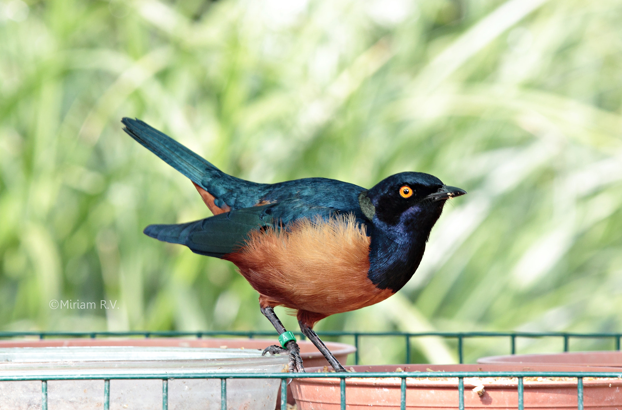 Canon EF 70-200mm F2.8L IS II USM sample photo. Dispuesto para comer photography