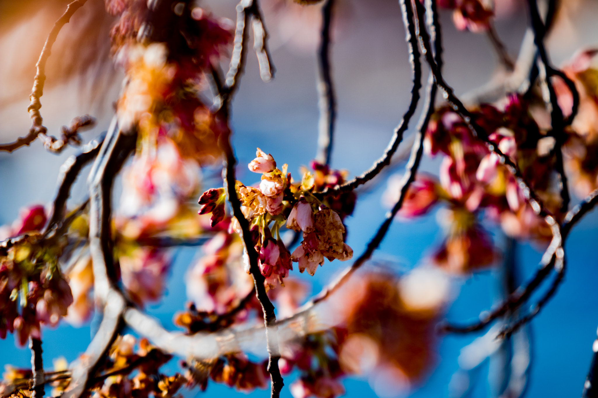 Canon EF 300mm F2.8L IS II USM sample photo. Img photography