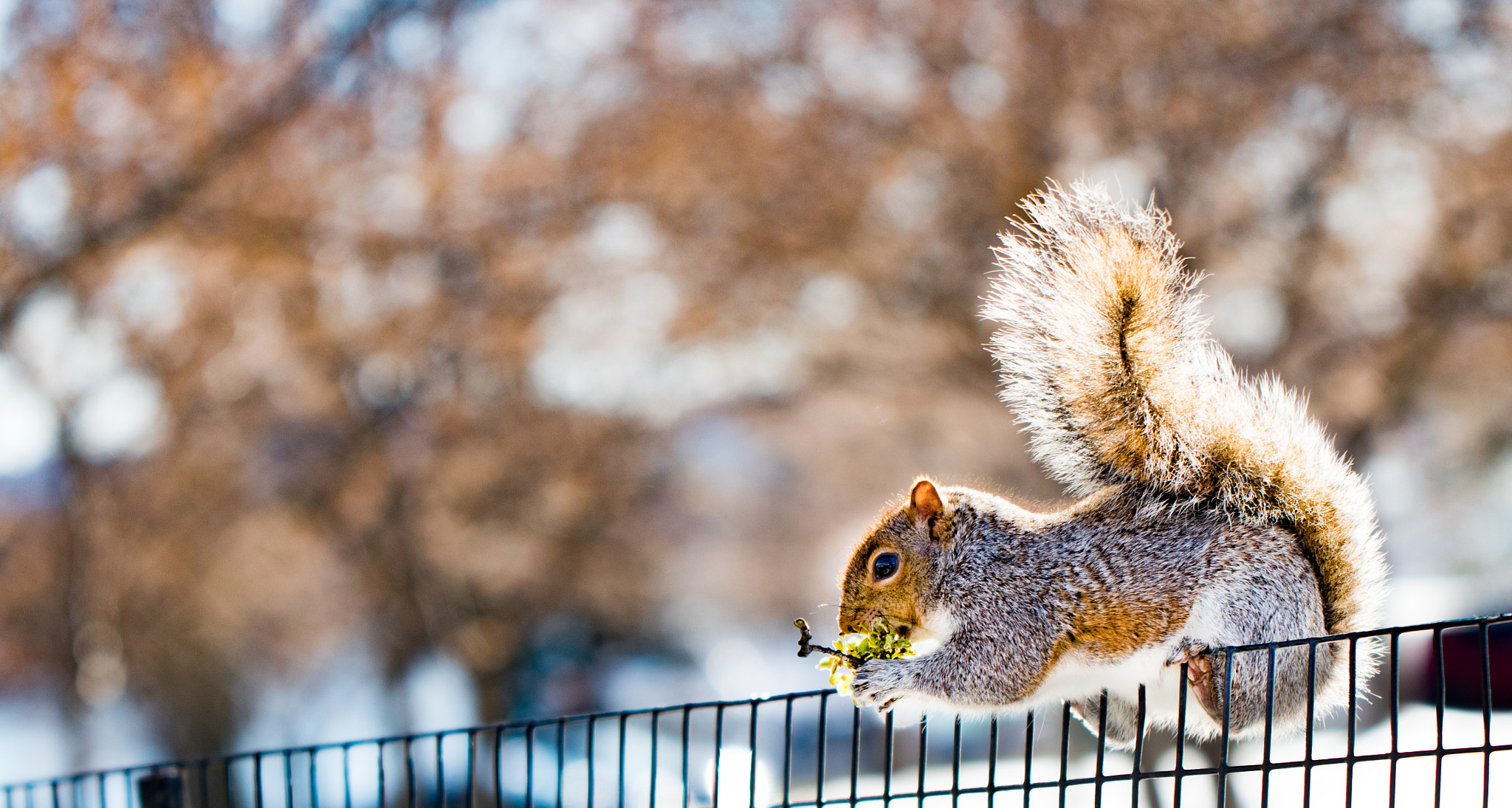 Canon EF 300mm F2.8L IS II USM sample photo. Img photography