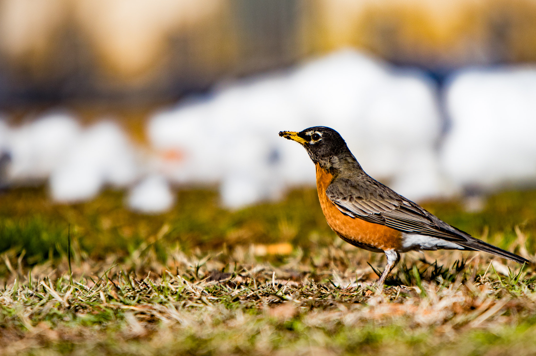 Canon EF 300mm F2.8L IS II USM sample photo. Img photography